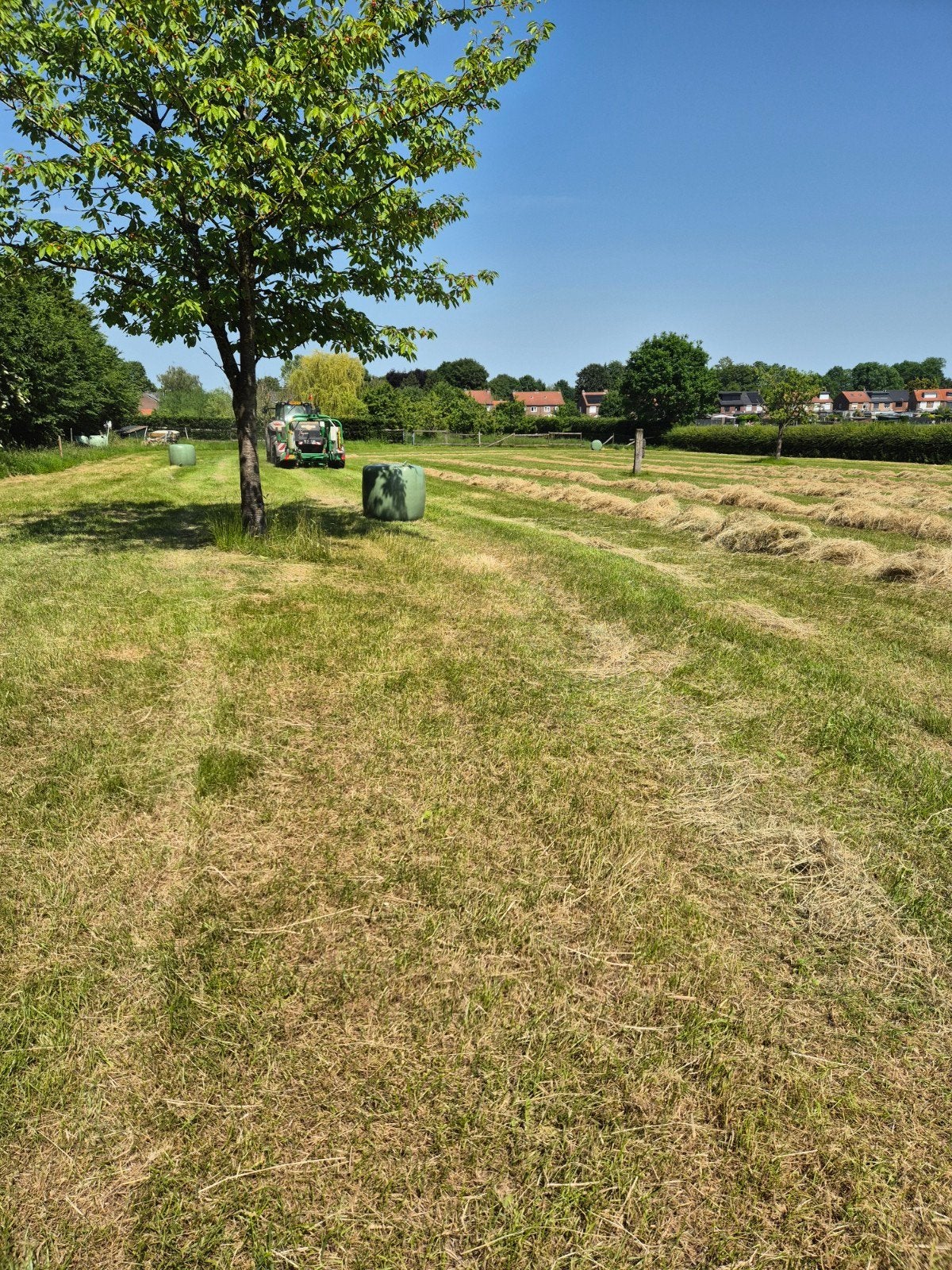 Vers hooi van eigen land - Ideaal voor vee en huisdieren, Ophalen, Vee