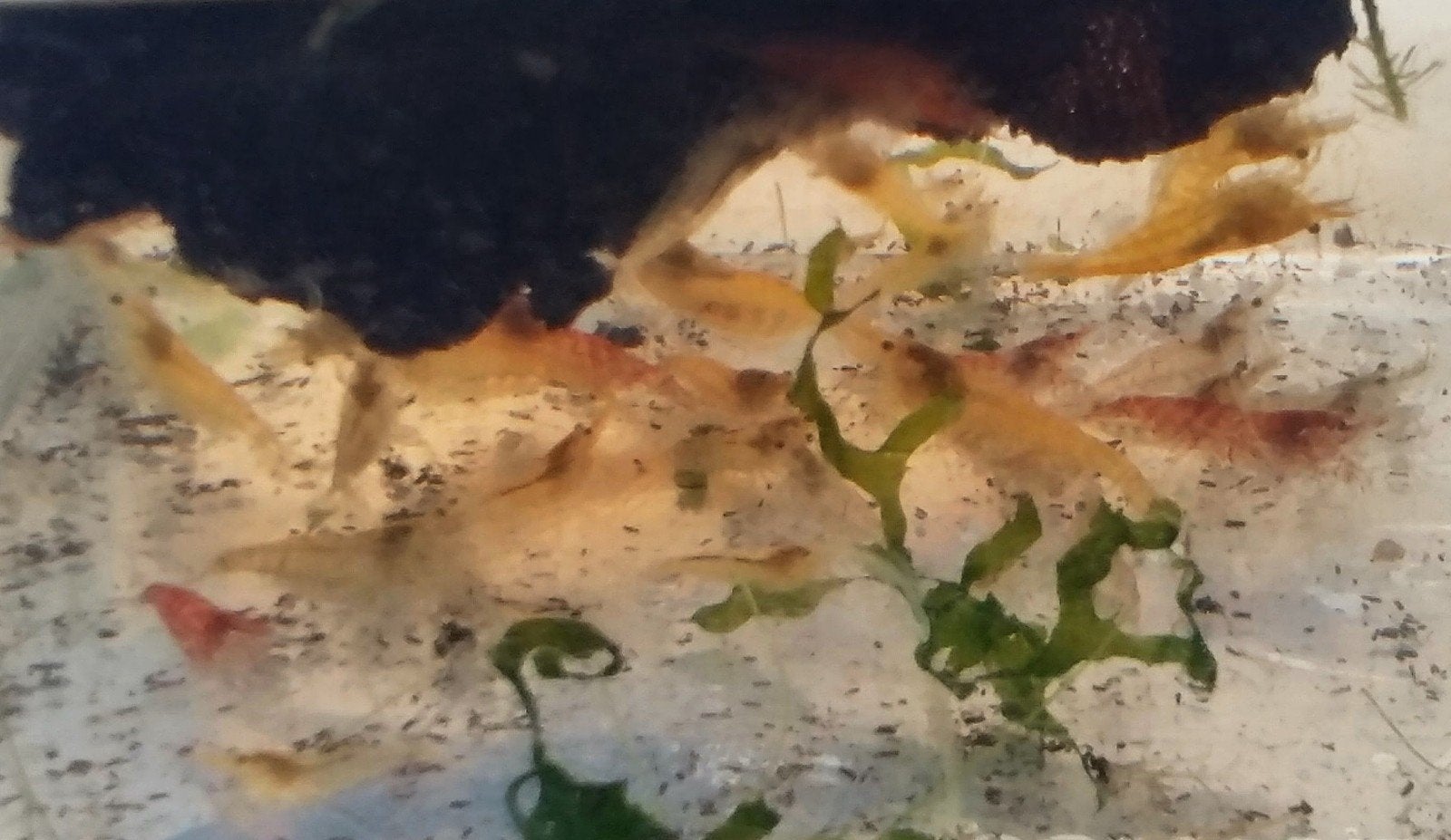 Zoetwater garnalen, Dieren en Toebehoren, Kreeft, Krab of Garnaal, Zoetwatervis, Schoolvis