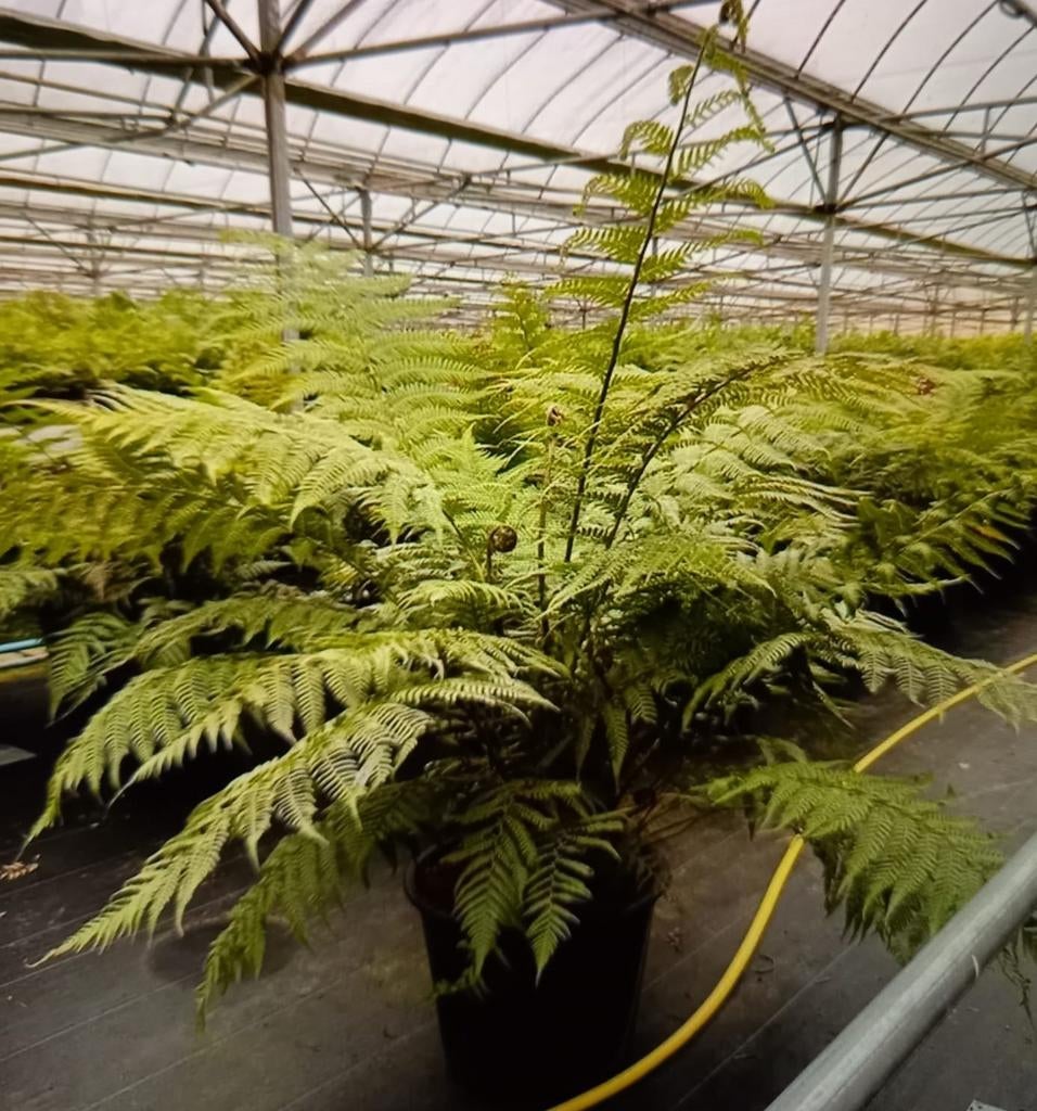 Boomvaren dicksonia Antarctica, Bodembedekkers, Vaste plant, Ophalen of Verzenden, Bloeit niet