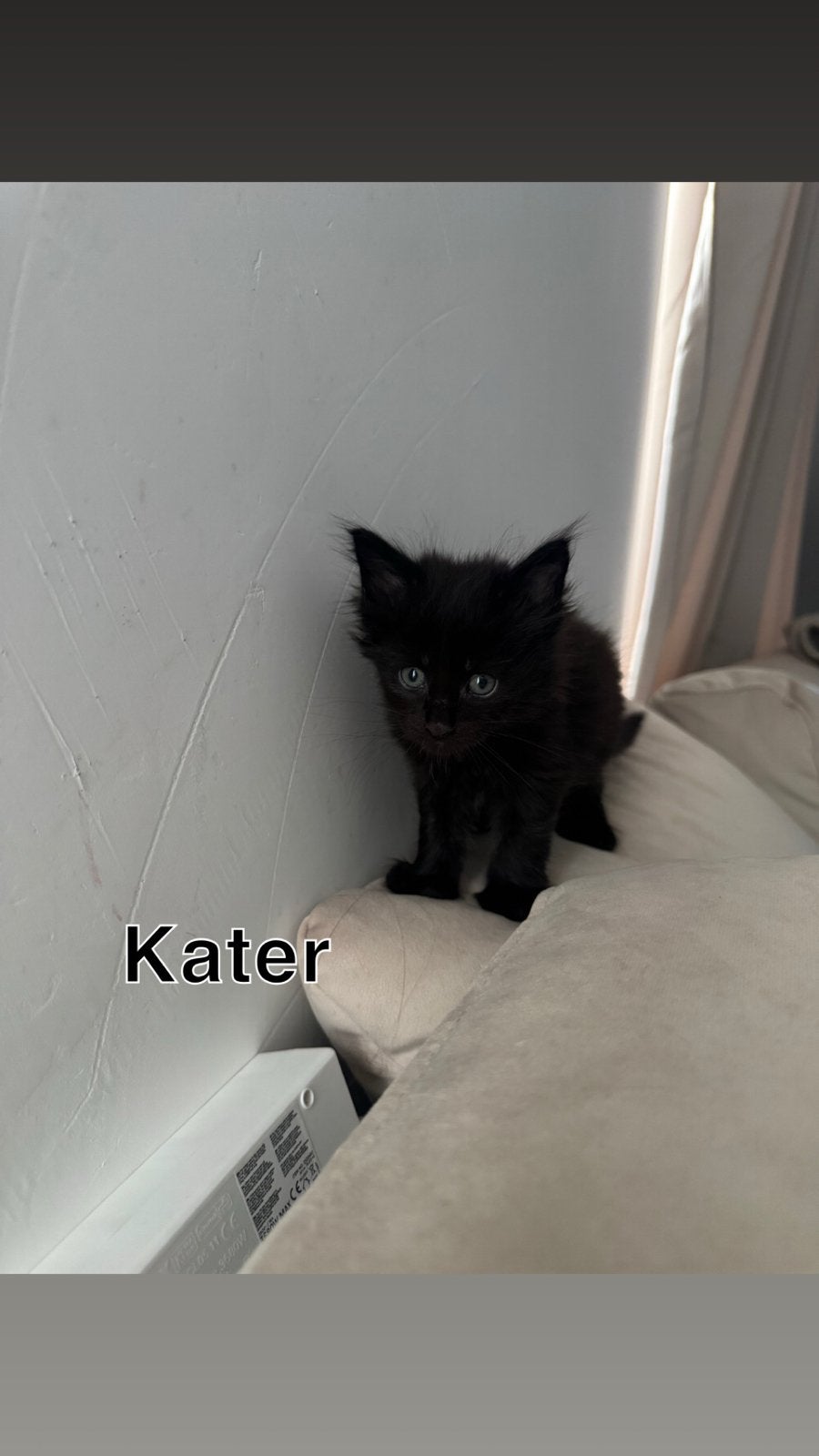 polydactyl Maine Coon kittens, Meerdere dieren, Ontwormd, 0 tot 2 jaar