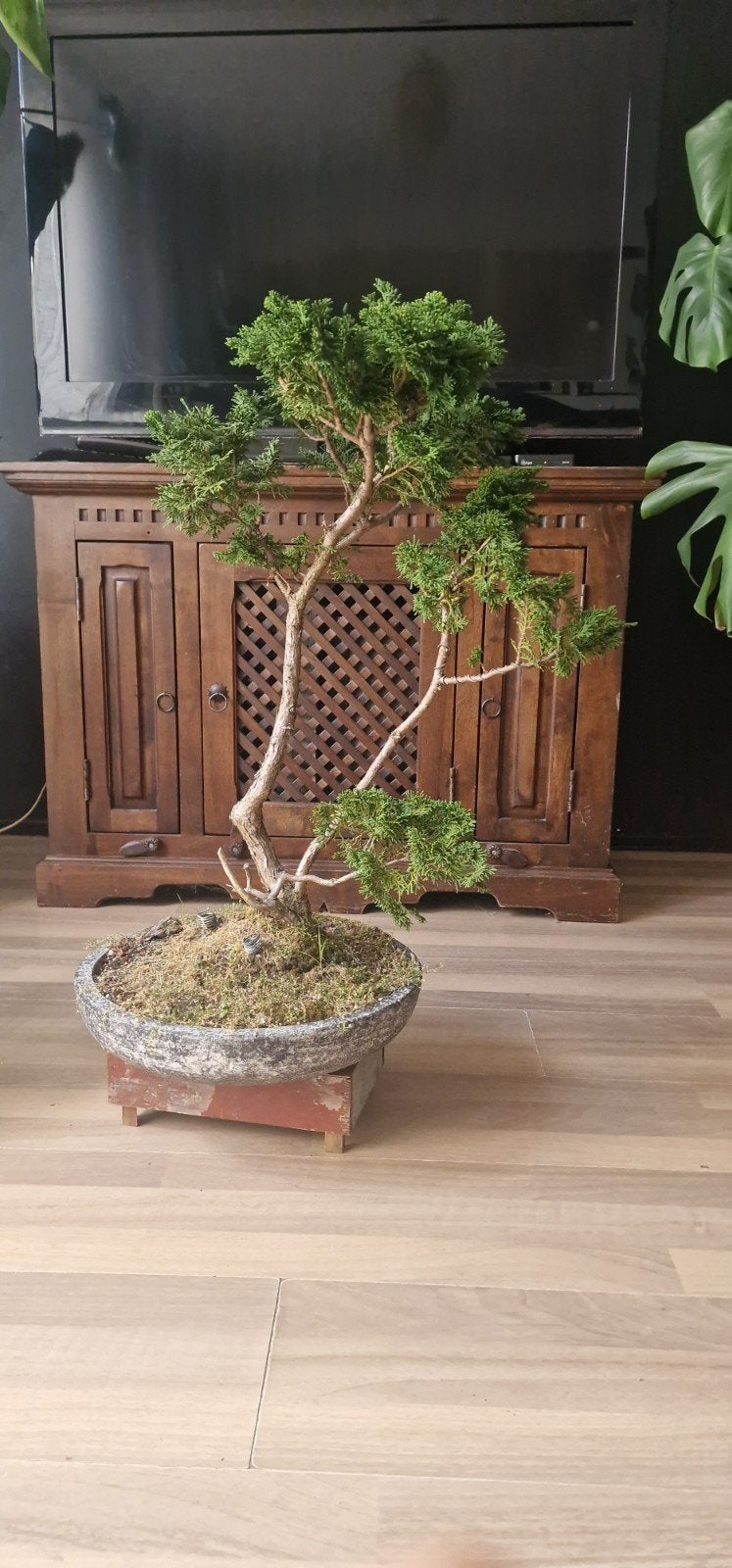 Chamaecyparis  obtusa  bonsai 25 jaar oud – veel styling, Ophalen, Volle zon, Overige soorten