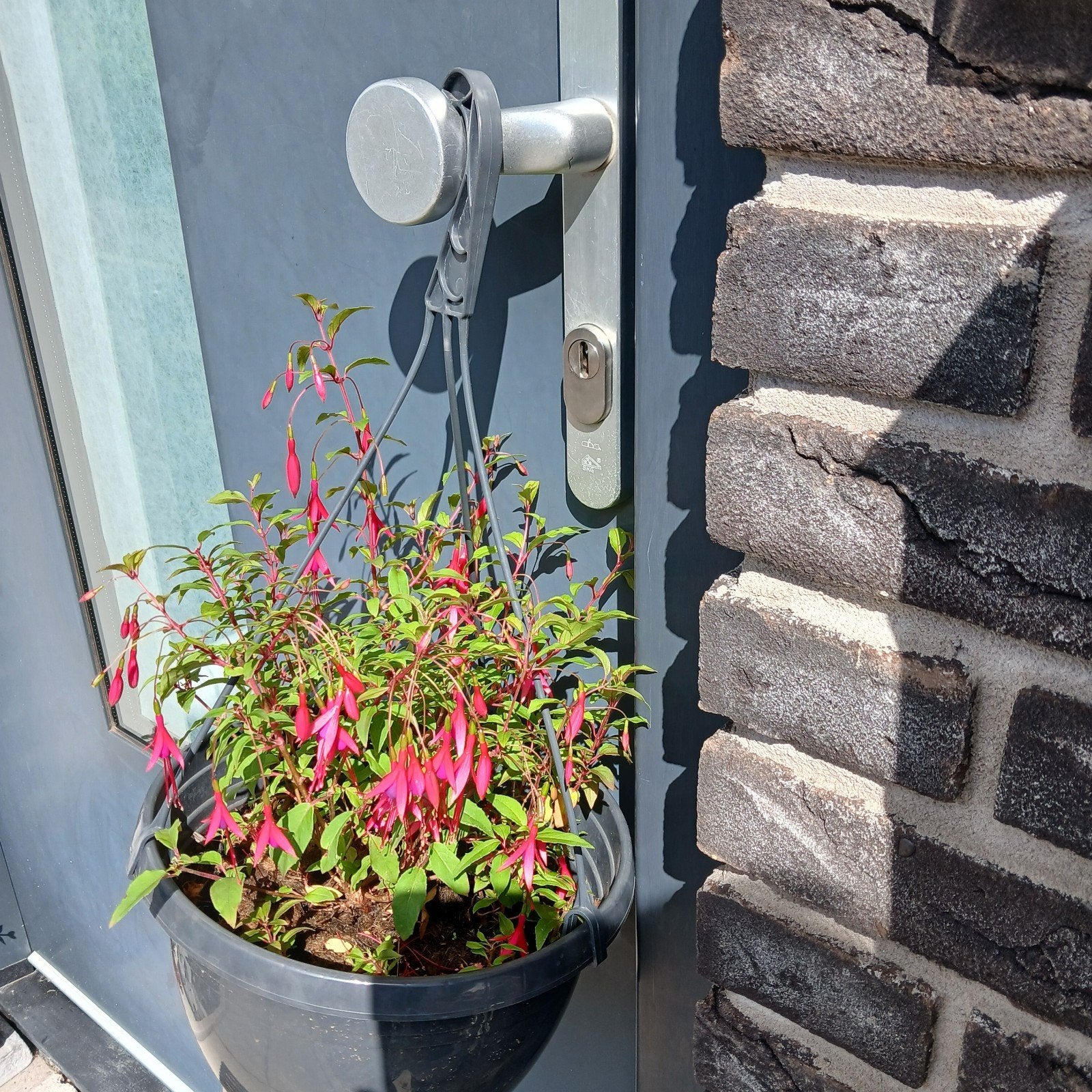 Hangende Fuchsia Plant in Pot - Rood/Roze Bloemen, Kunststof, Minder dan 60 cm, Rond, Nieuw