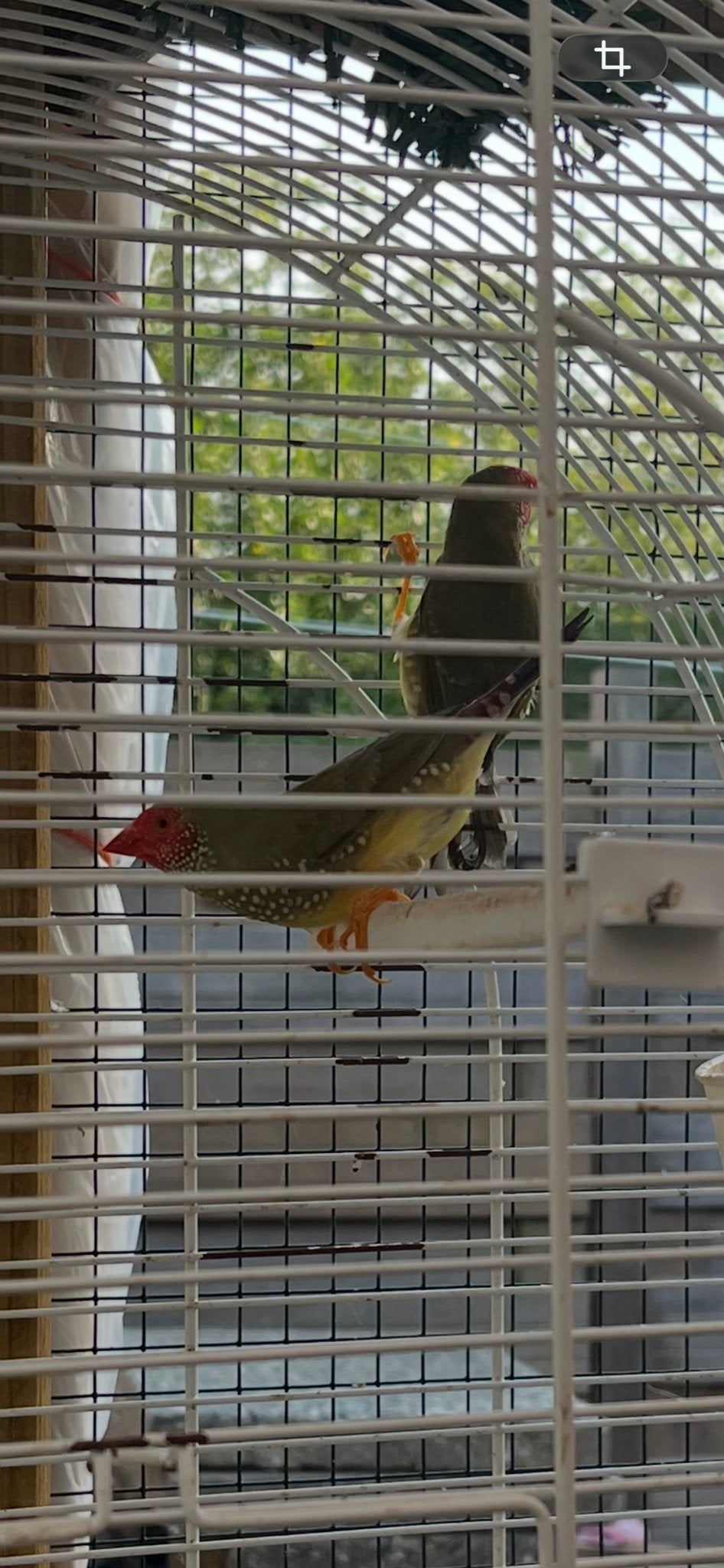 mooi koppel binsen astrildes, Dieren en Toebehoren, Vogels | Overige Vogels, Meerdere dieren