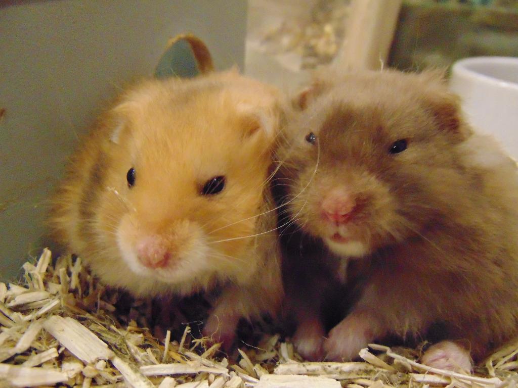 Goudhamster hamster, Hamster, April, Meerdere dieren, Tam