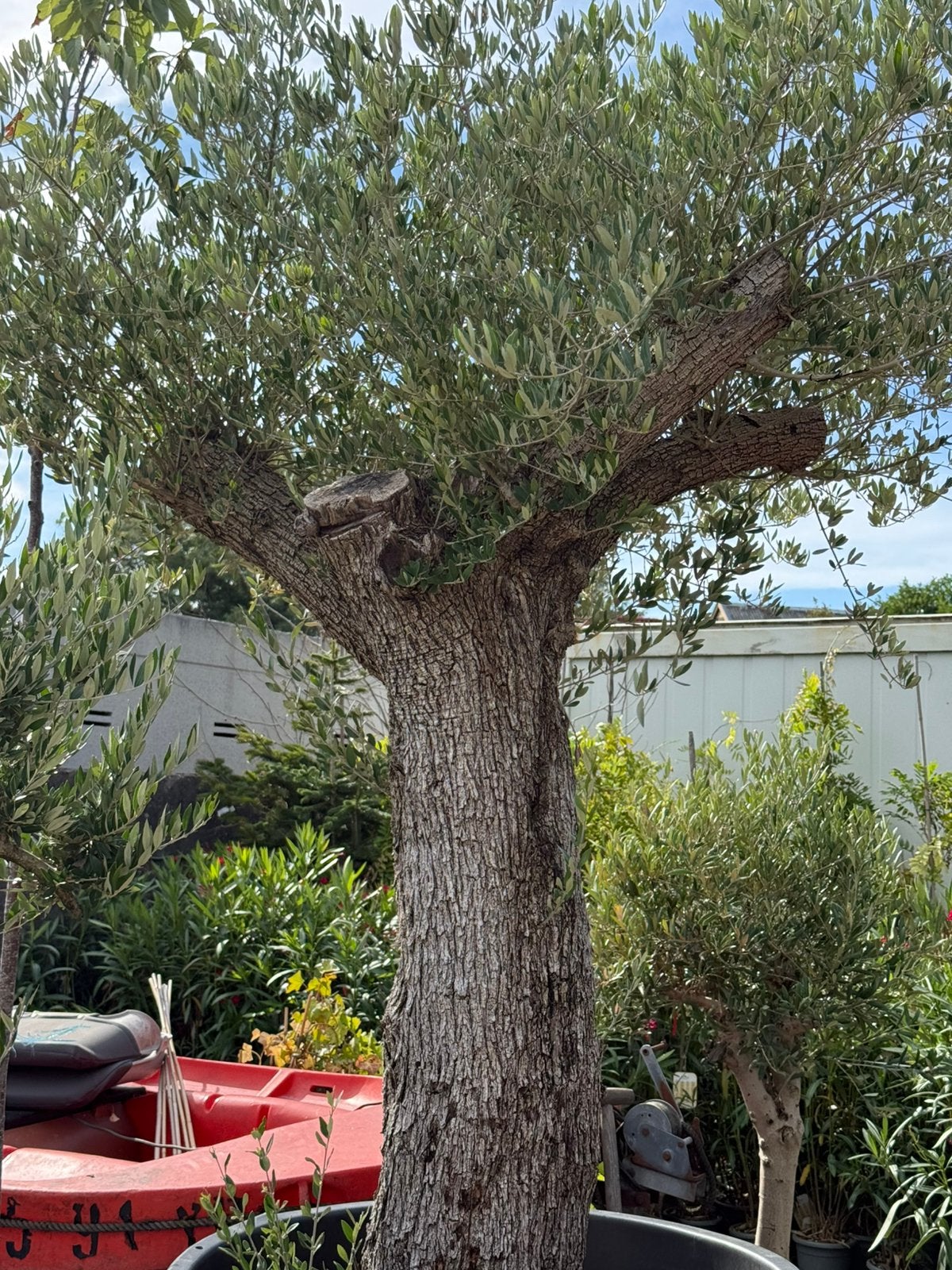 Mega grote olijf bomen en chameorops.palm vol stek nu 595.-, Bloeit niet, Overige soorten, 100 tot 250 cm, Ophalen