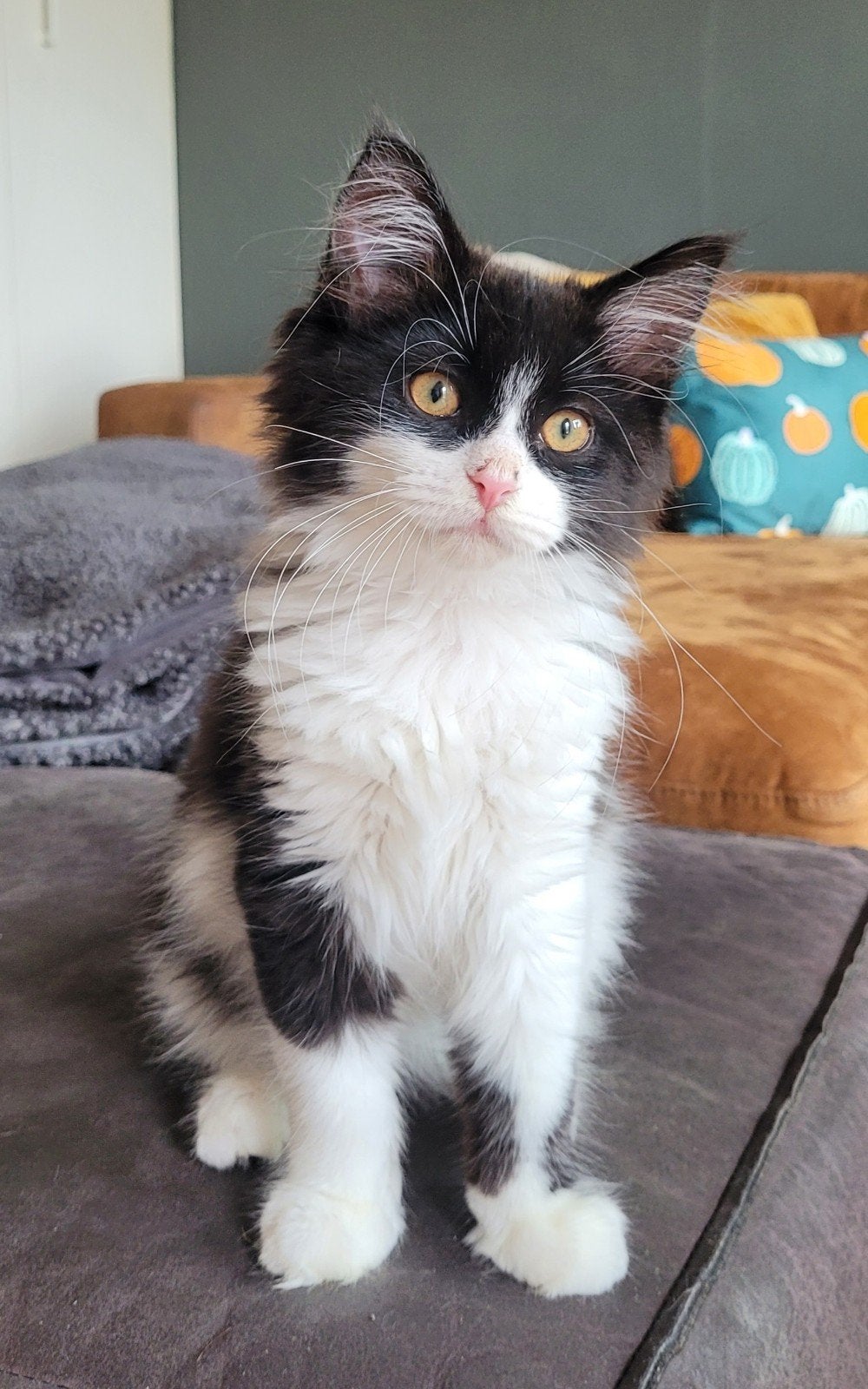 Prachtig Black Smoke/White Maine Coon XL Poesje, Dieren en Toebehoren, Poes, Ontwormd