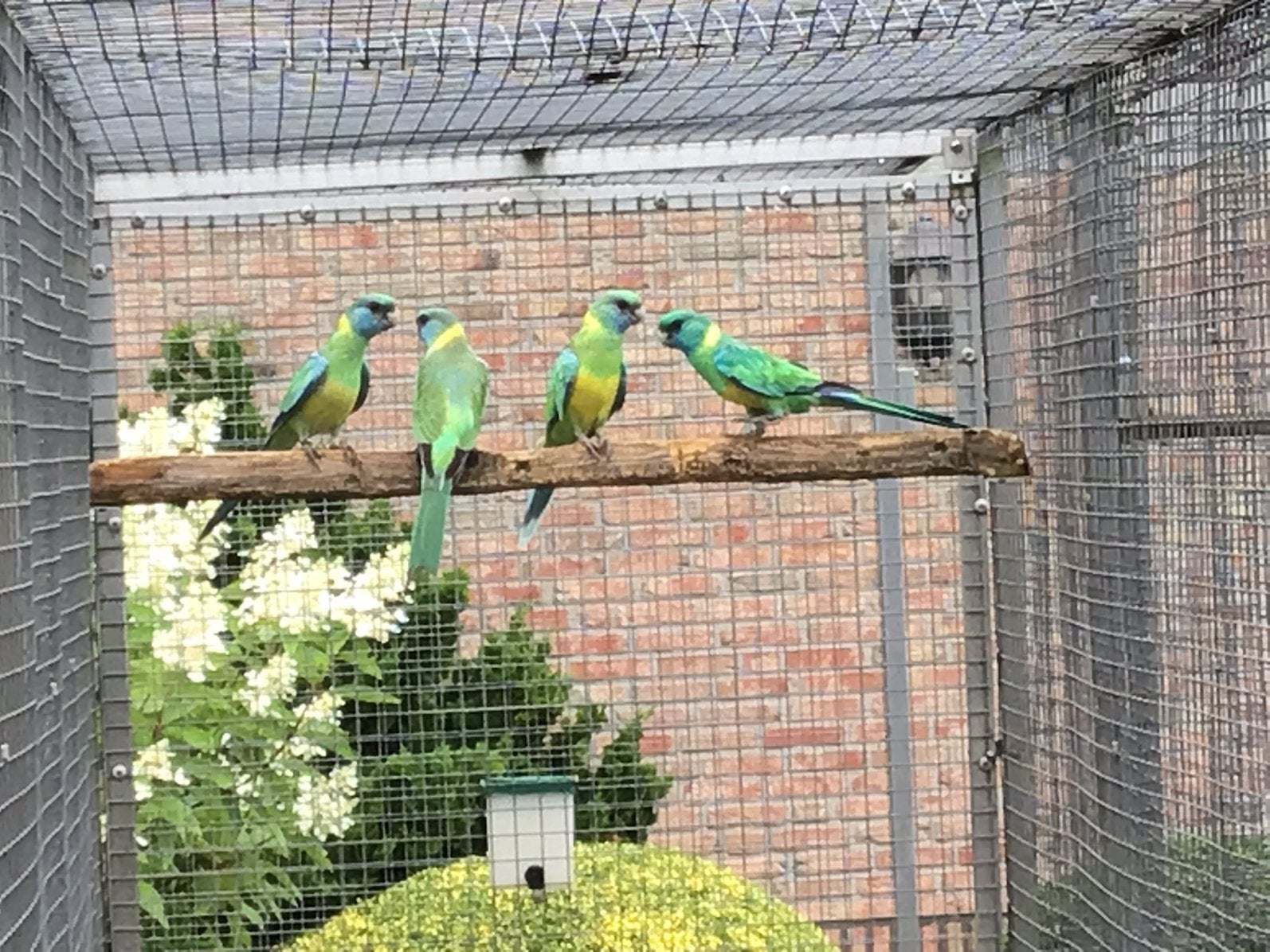Conclurrys, Meerdere dieren, Parkiet, Geringd