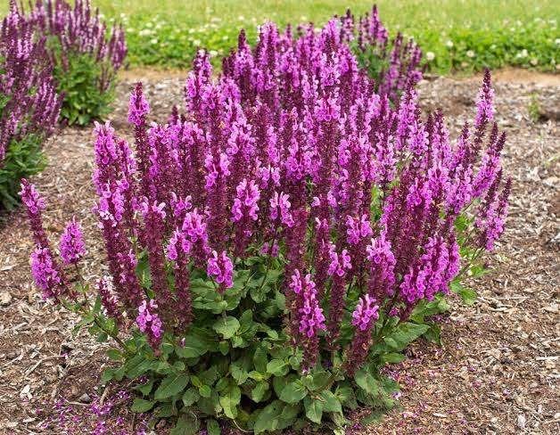 Mooie Salvia nemorosa (Salie/ bossalie) in pot!, Ophalen, Overige soorten, Volle zon