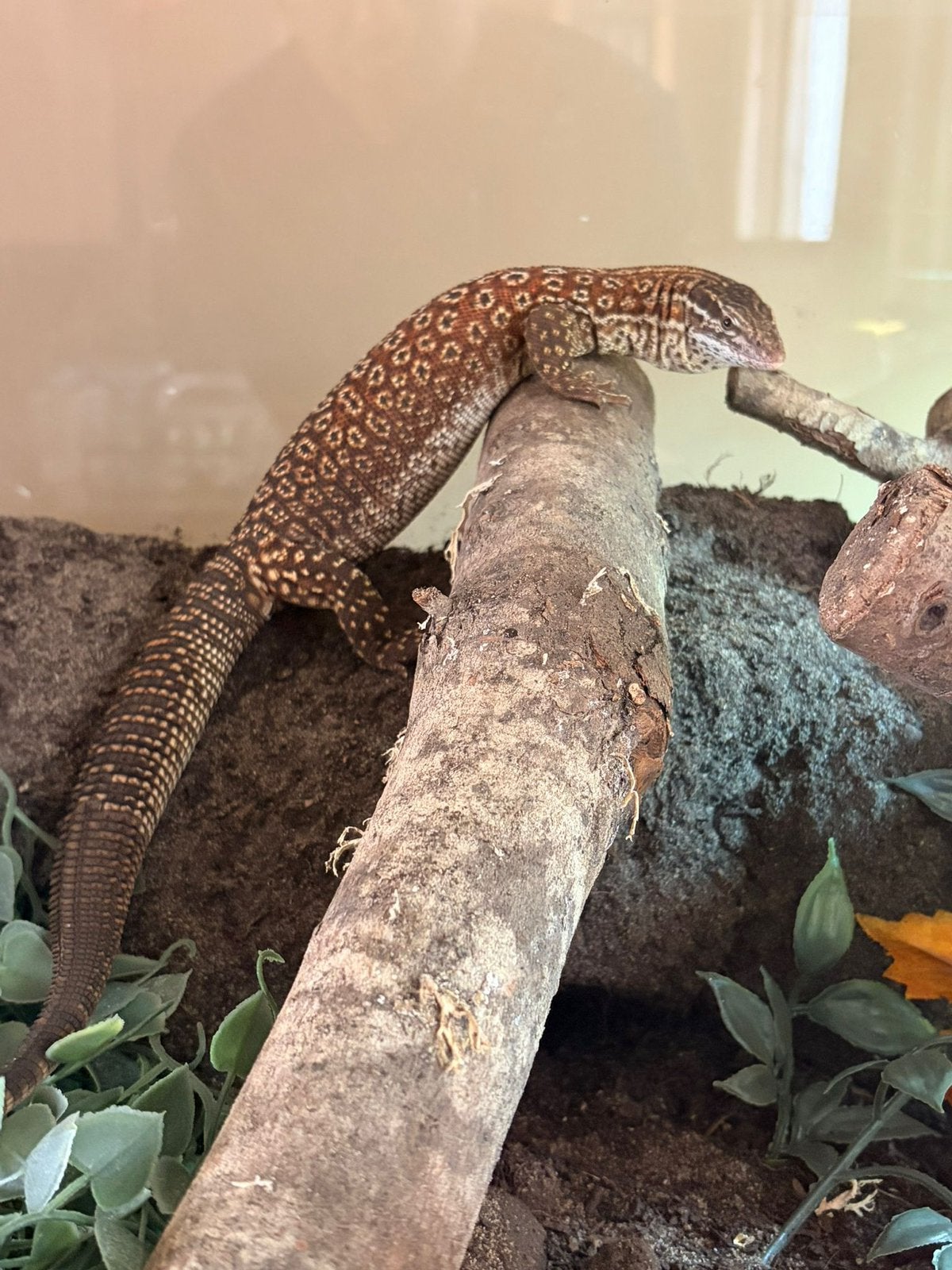 Ackie-monitor / Stekelstaartvaraan - Tam Monitor Lizard photo 4