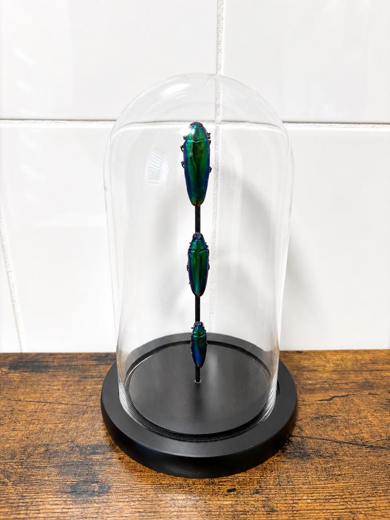 Geprepareerde kevers in een glazen stolp, Ophalen of Verzenden, Insect, Opgezet dier