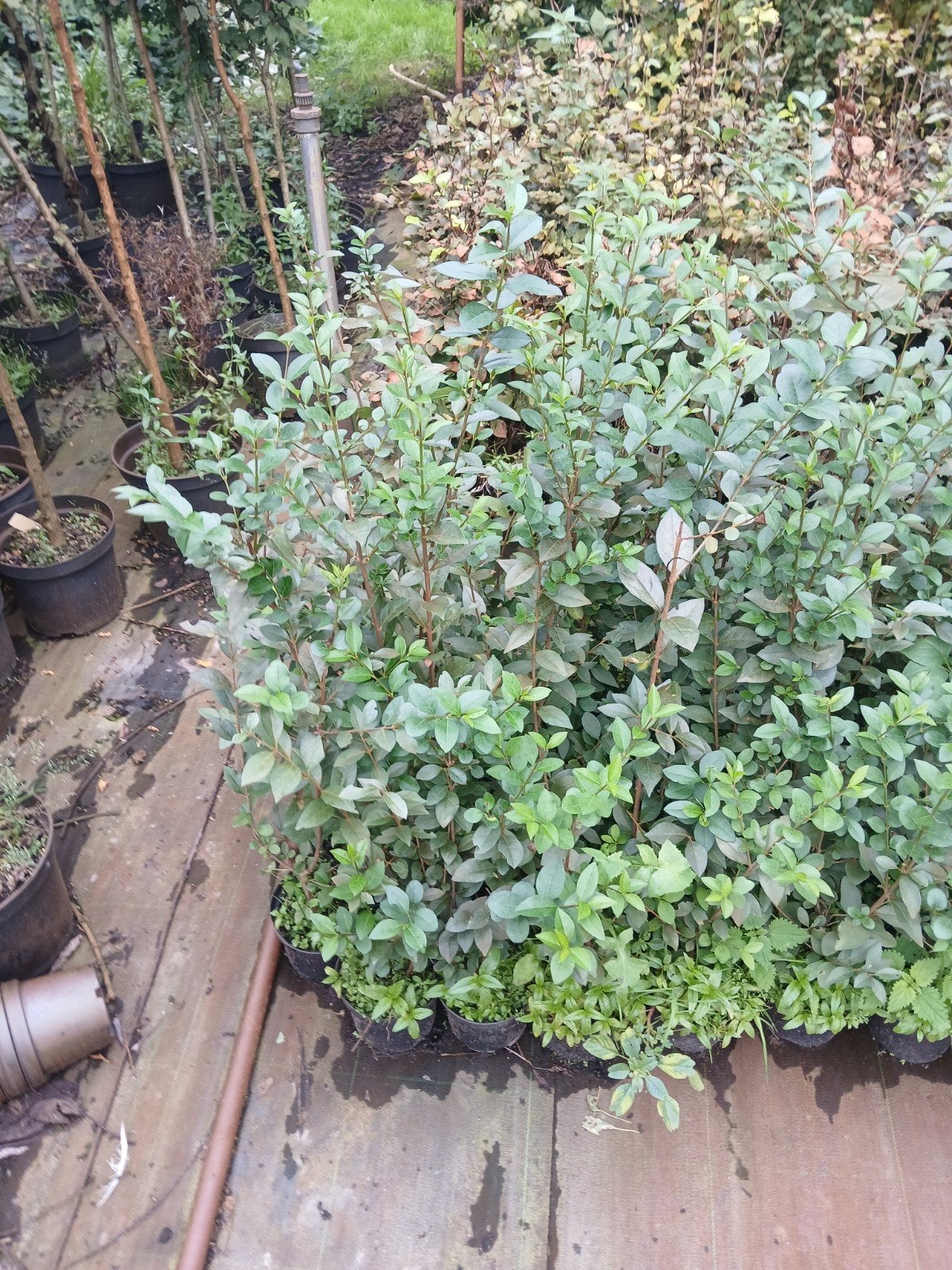 liguster in pot 60-80cm, Tuin en Terras, Ophalen, Liguster, Haag, Minder dan 100 cm