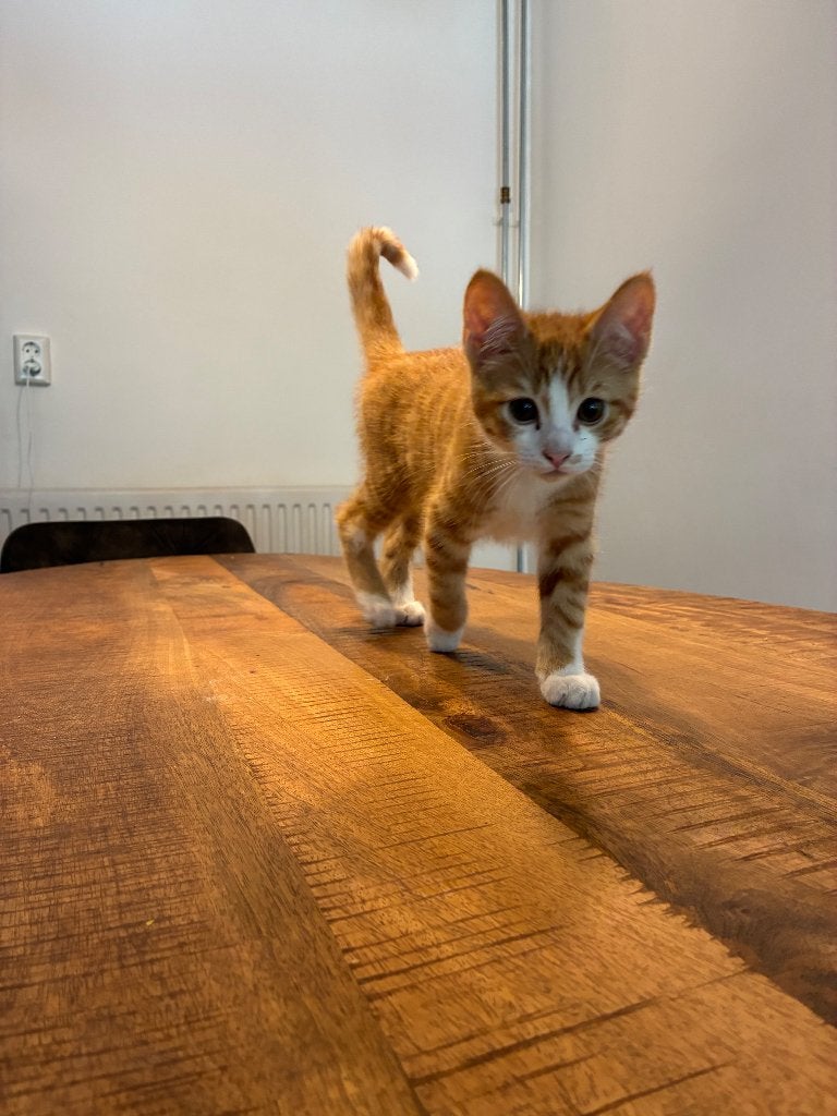 Lieve kittens van 12 weken zoeken een fijn thuis, Meerdere dieren, Ontwormd, 0 tot 2 jaar