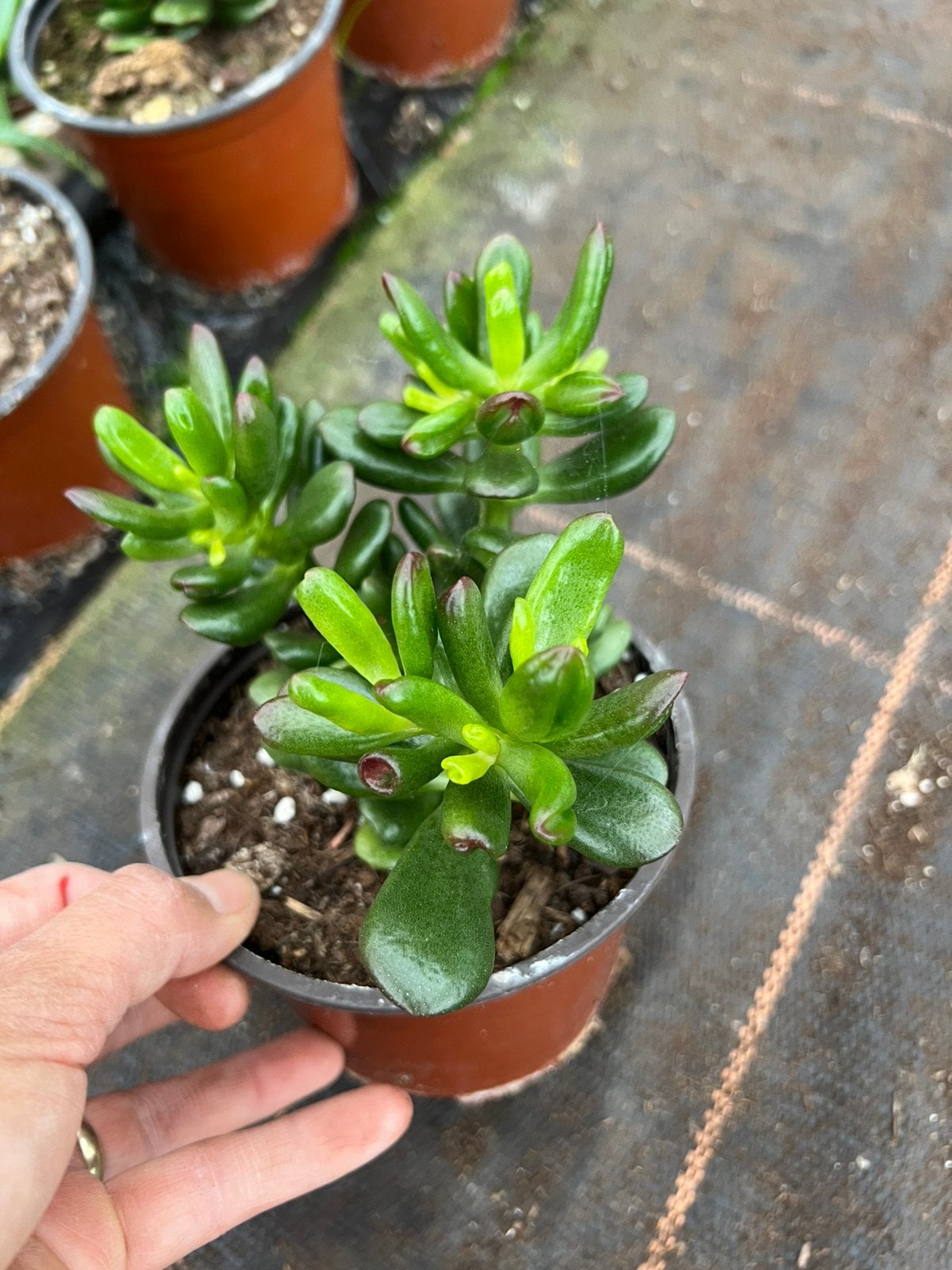 Crassula of jade plant, Ophalen of Verzenden, Halfschaduw, Minder dan 100 cm