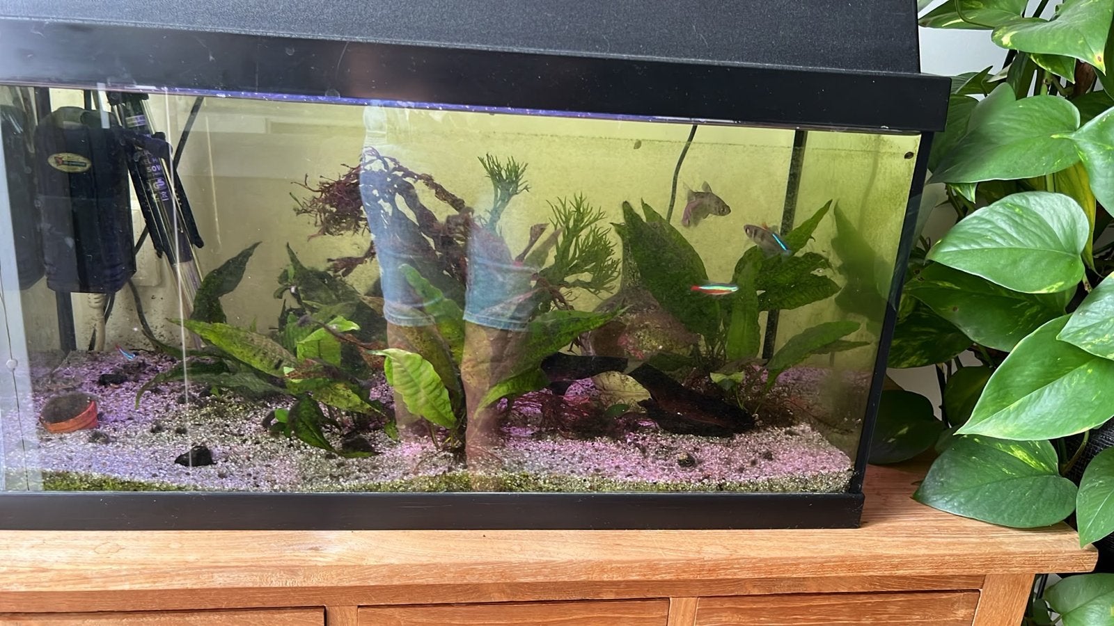 Aquarium - 60 ltr, Ophalen of Verzenden, Verwarming, Gebruikt, Leeg aquarium