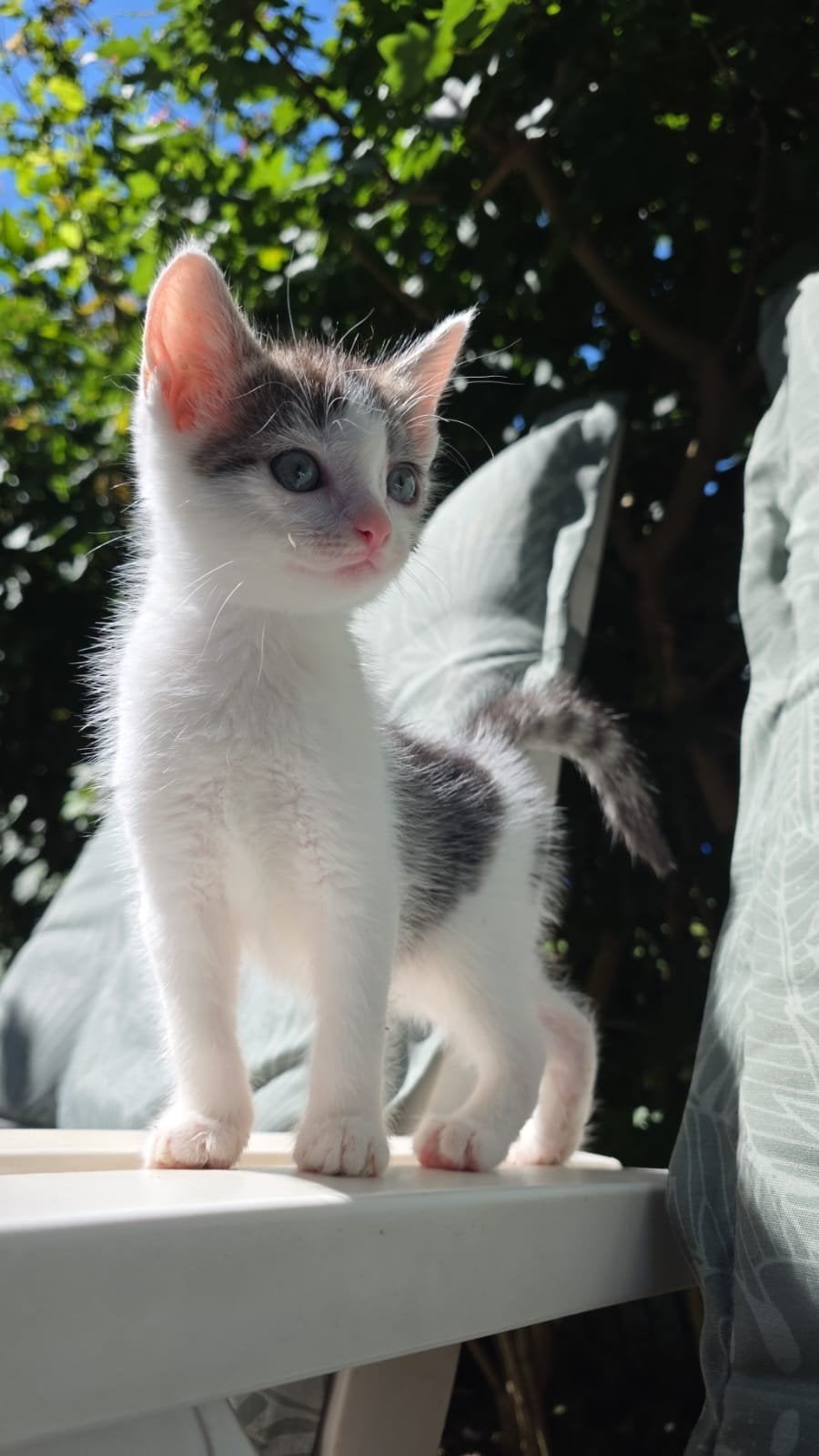 Ragdoll x Europese korthaar kittens, Dieren en Toebehoren, Meerdere dieren, Gechipt, 0 tot 2 jaar