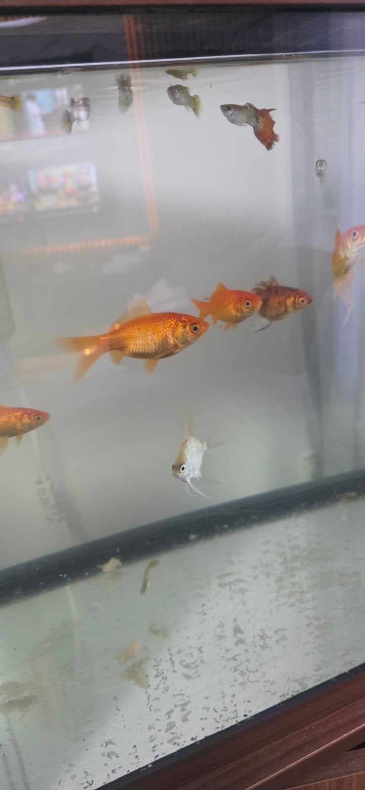 Gratis, Dieren en Toebehoren, Vissen | Aquaria en Toebehoren, Ophalen of Verzenden