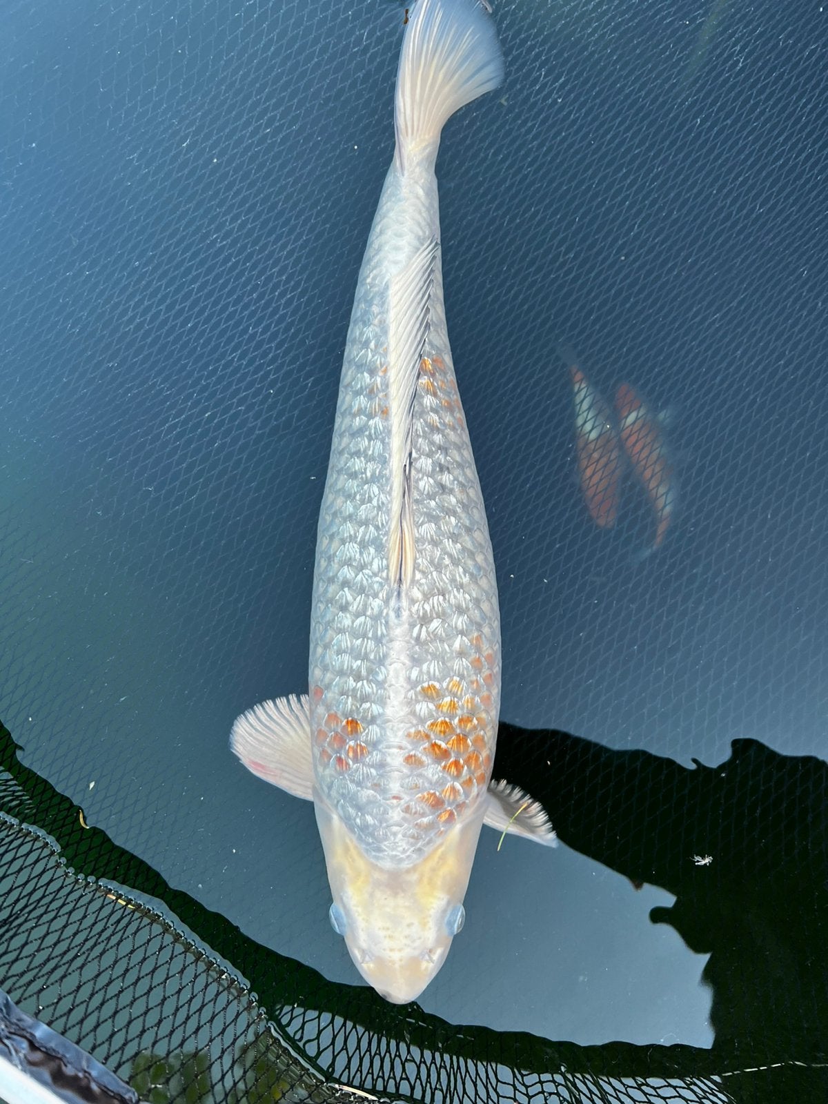 Koi karper kogane ochiba, Karper of Koi
