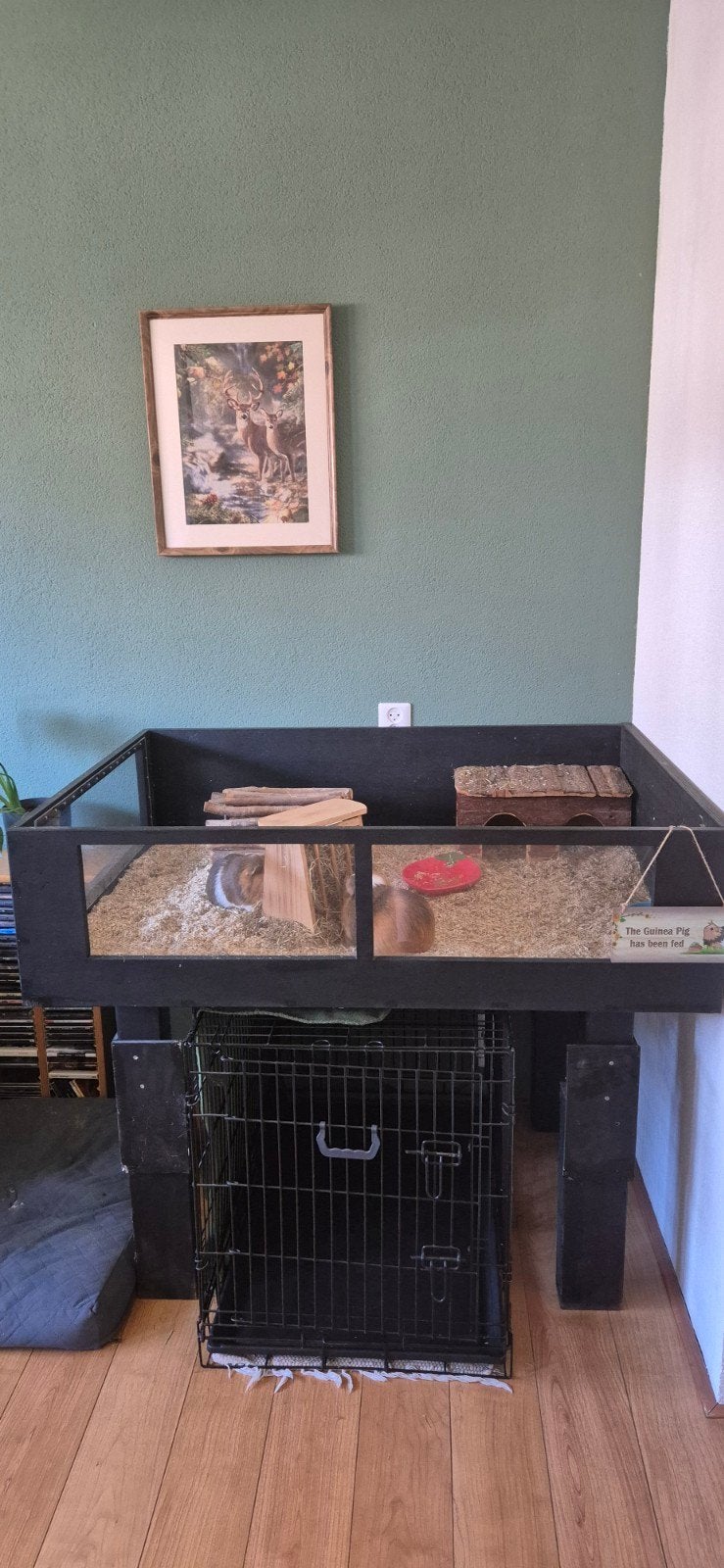 handgemaakt cavia verblijf, 110 cm of meer, Hok, Cavia, Ophalen