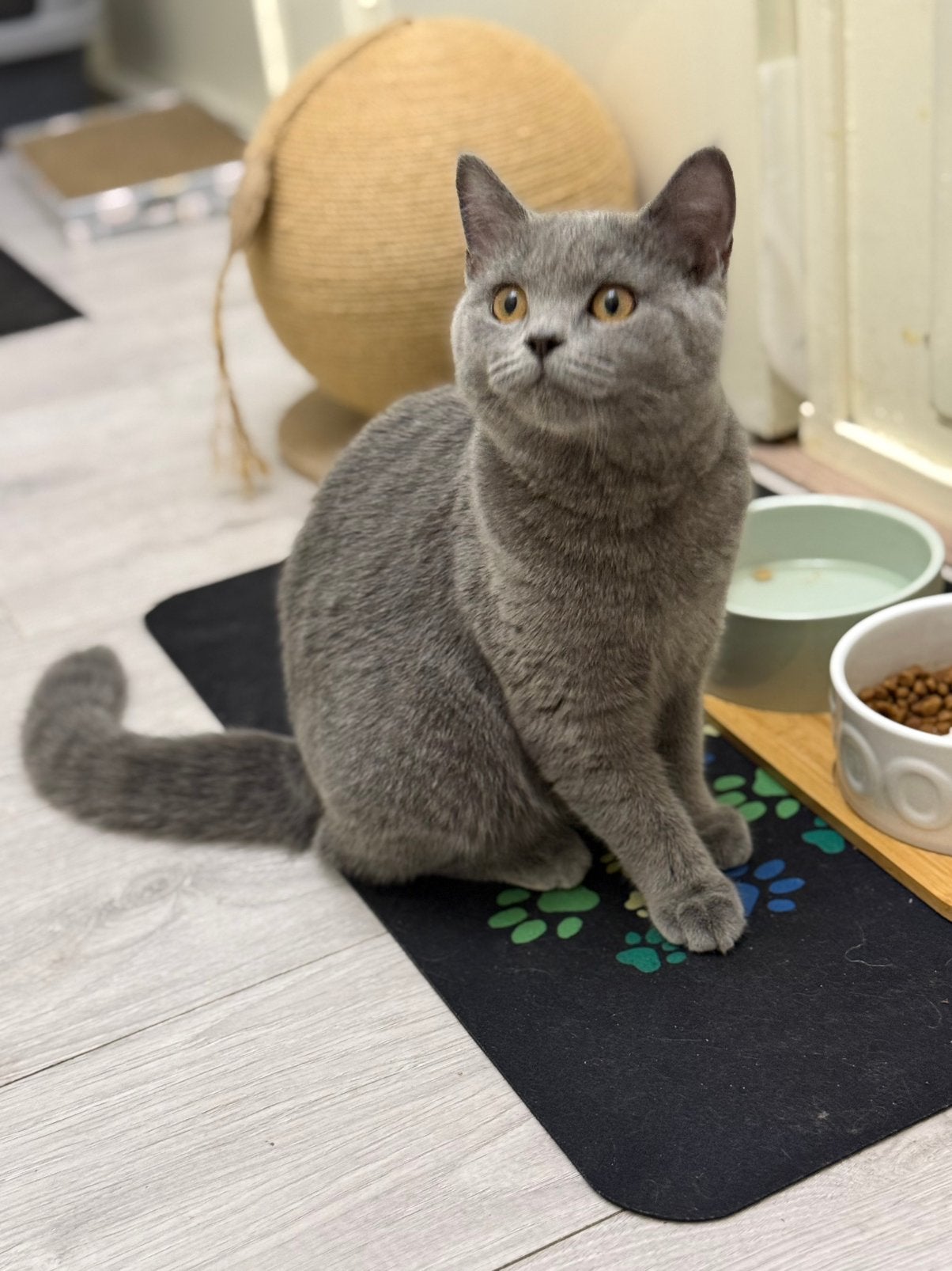 British Shorthair poes blauwgrijs – 8 maanden, Poes, Ontwormd
