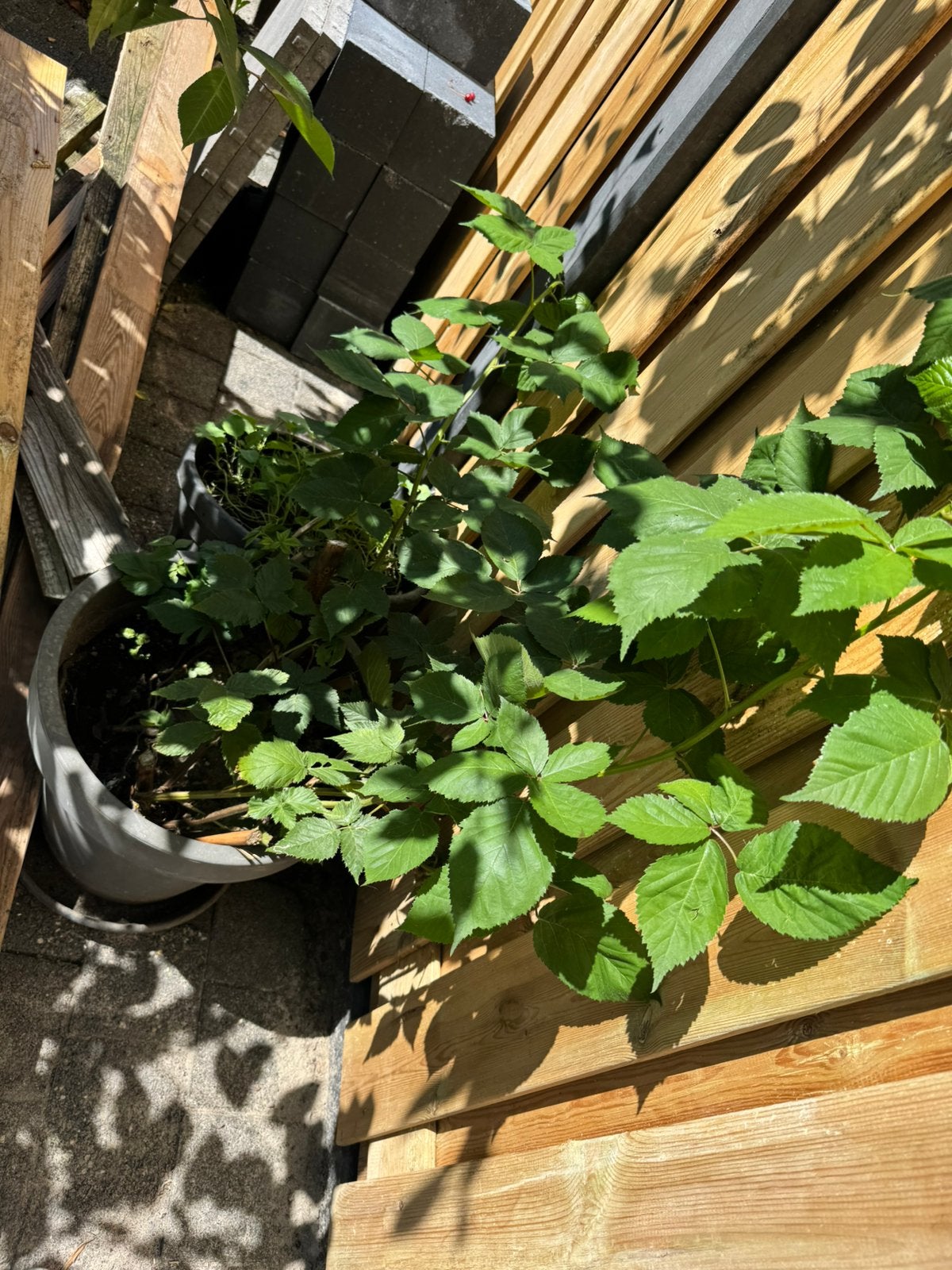 Braam, Tuin en Terras, Planten | Bomen, Ophalen, Volle zon, Overige soorten, Minder dan 100 cm