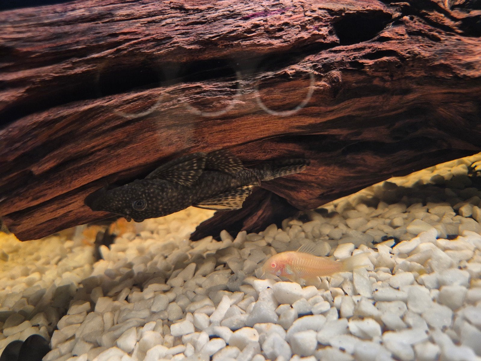 Ancistrus, Vis