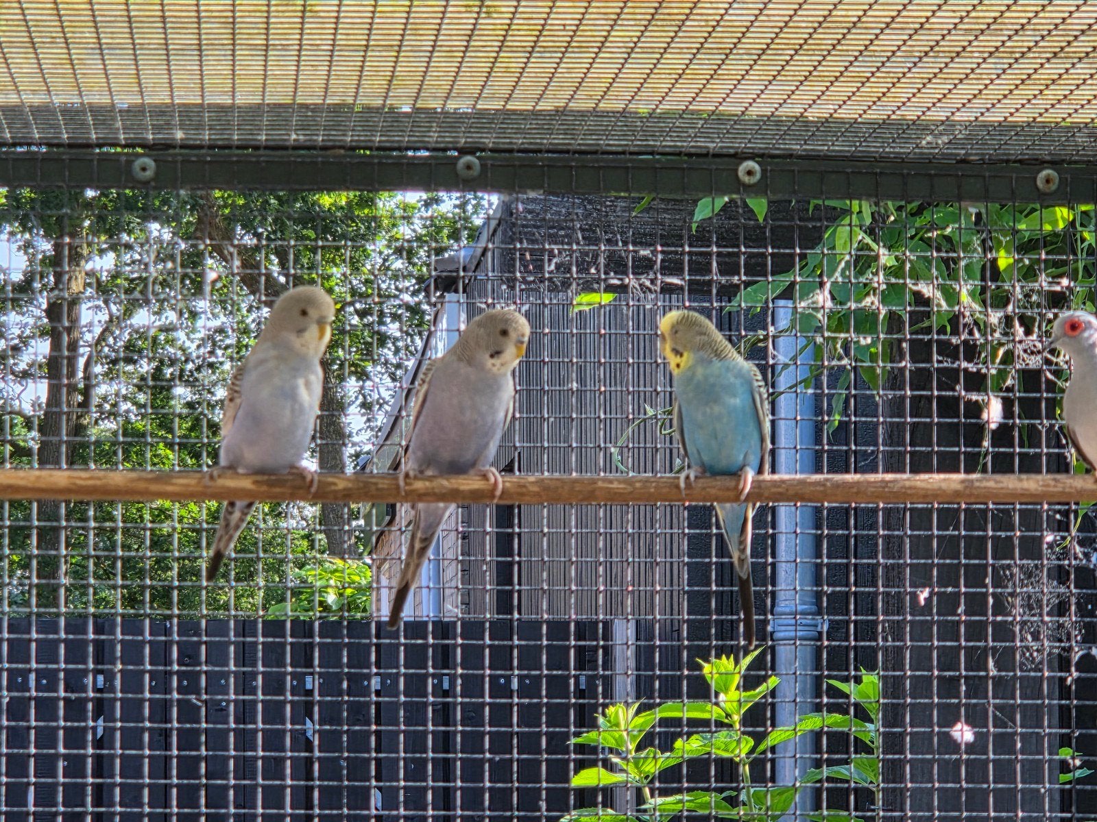 Te koop: 2 jonge grasparkieten, Dieren en Toebehoren, Vogels | Parkieten en Papegaaien, Geslacht onbekend, Parkiet