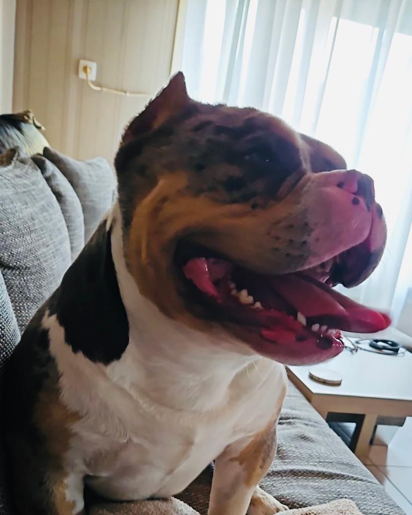 Bleu merle tricolor amarican pocket bully ter dekking, Reu, 1 tot 2 jaar, Parvo, Eén hond