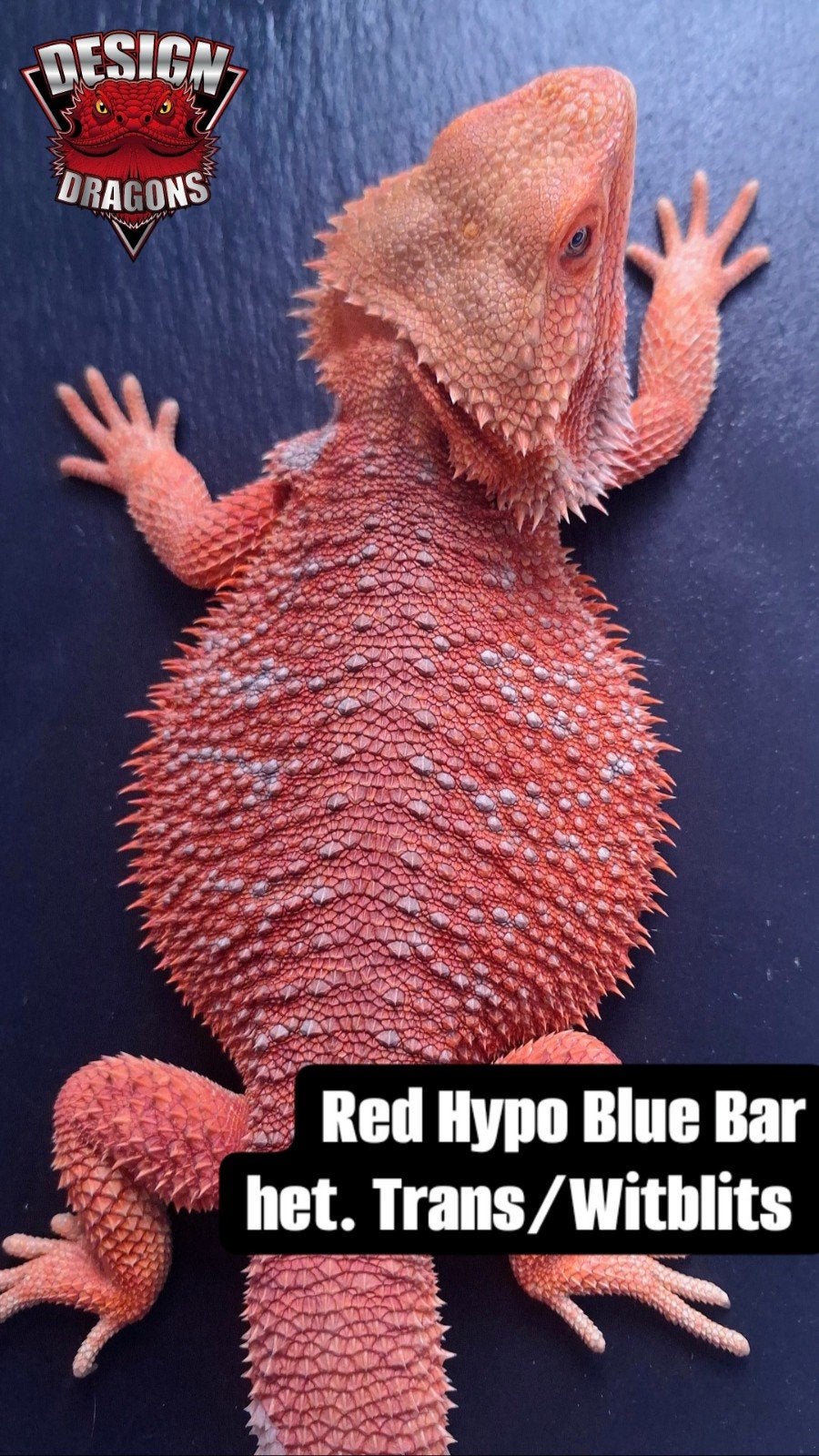 Red Hypo Blue Bar het. Witblits/Trans baardagaam kweekman Bearded Dragon - female for sale from Design Dragons