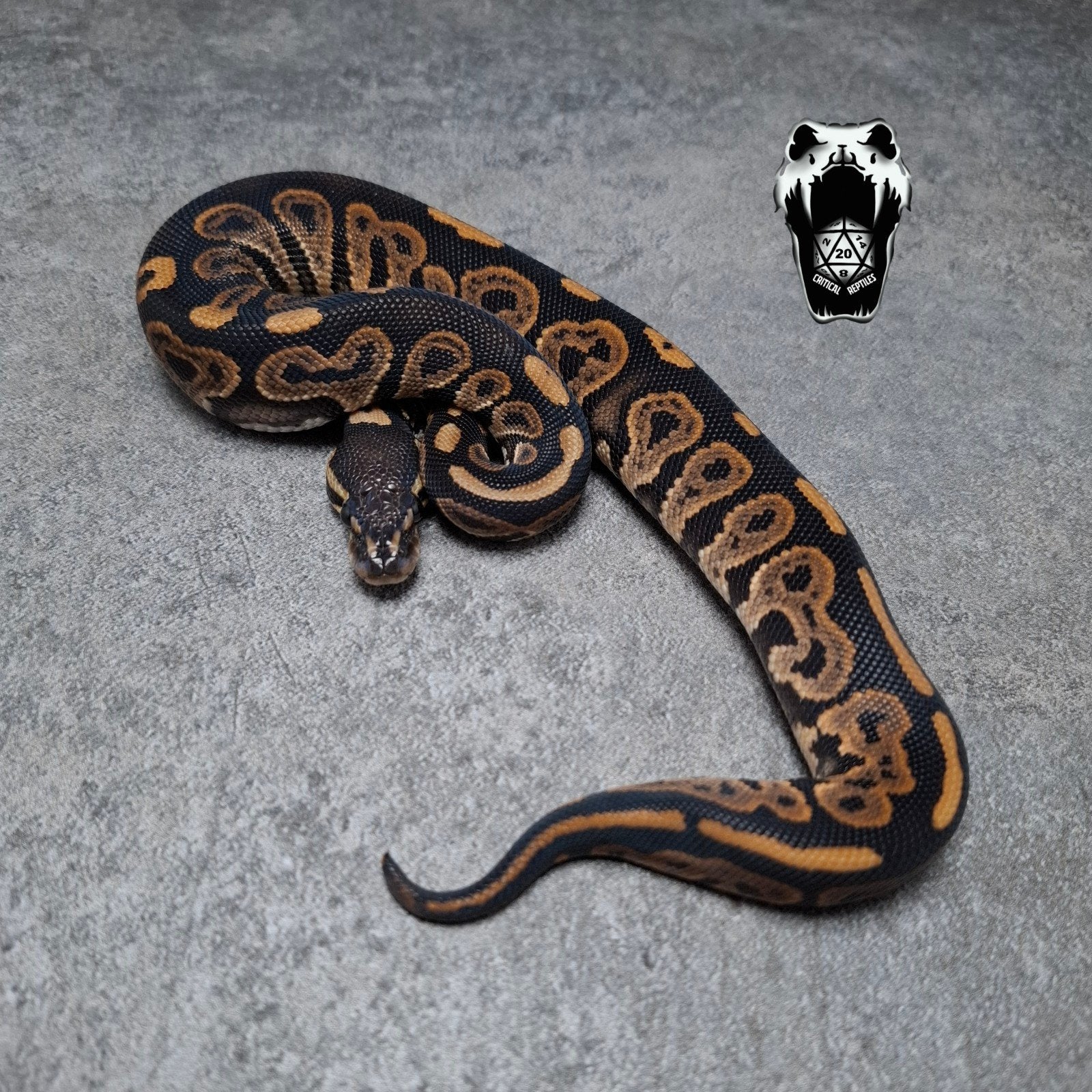 1.0 Black pastel Het Pied NK25 (python regius), Dieren en Toebehoren, Reptielen en Amfibieën, Slang, 0 tot 2 jaar