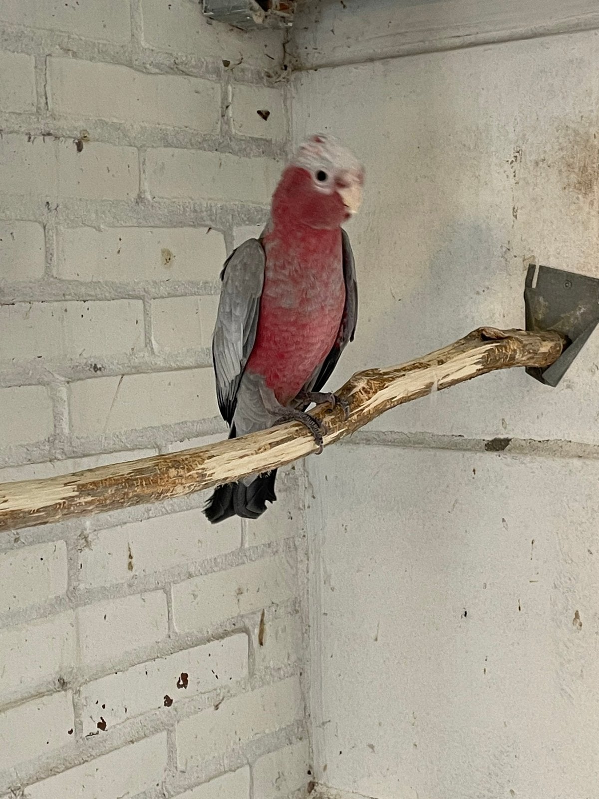 Jonge rosé kaketoe, Geslacht onbekend, Papegaai