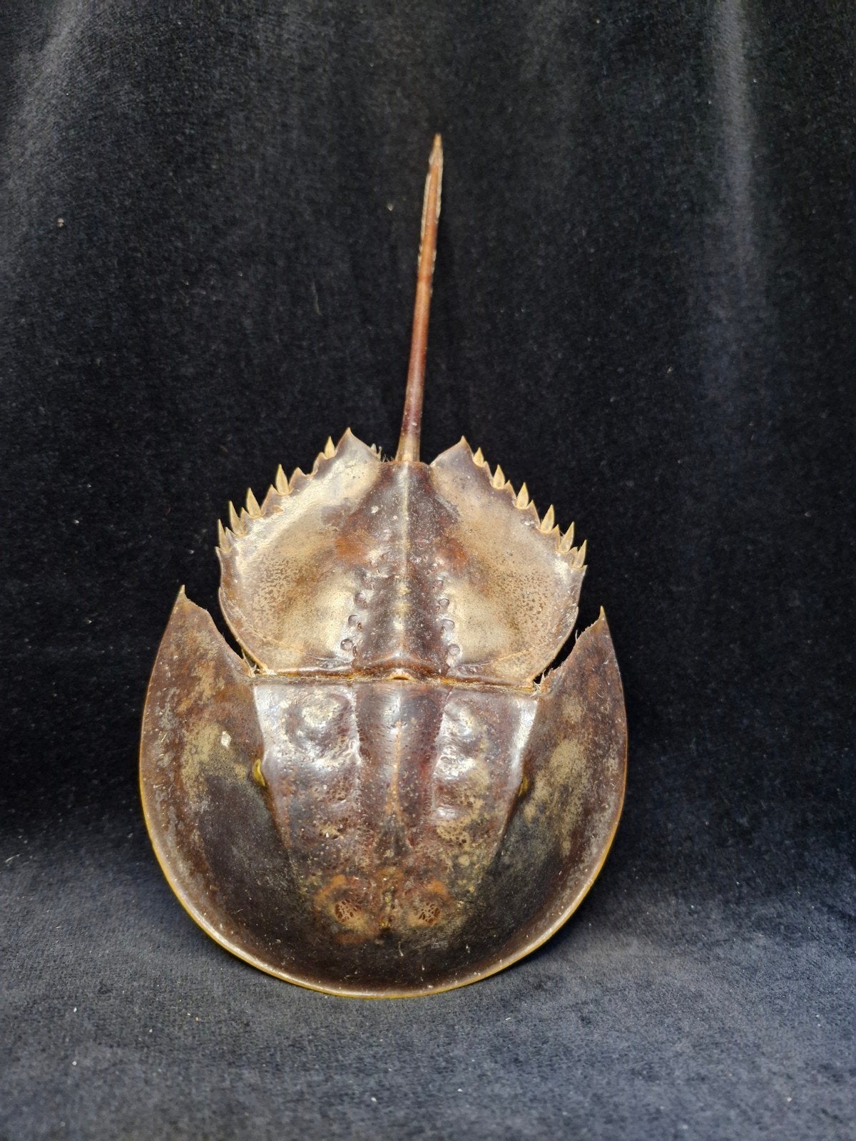 Degenkrab (Hoefijzerkrab) opgezet taxidermie, Ophalen of Verzenden, Gebruikt, Overige soorten, Overige typen