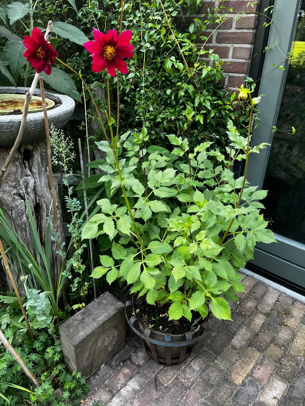 Grote dahlia rood in oude zinken emmer, Volle zon, Vaste plant, Zomer, Ophalen