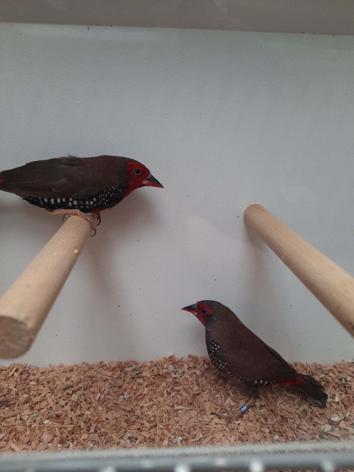 emblema picta, Dieren en Toebehoren, Meerdere dieren, Tropenvogel, Geringd