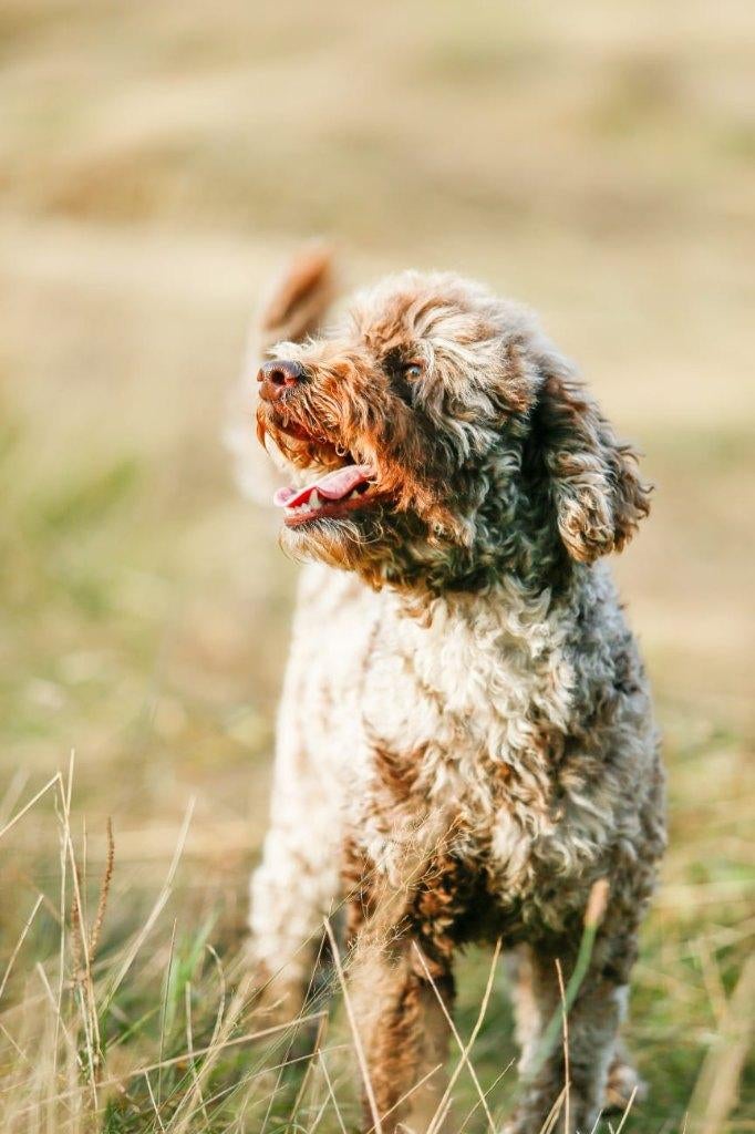 Nestje F4 Labradoodle van bewezen gouden koppel, Parvo, Overige rassen, 8 tot 15 weken, Meerdere