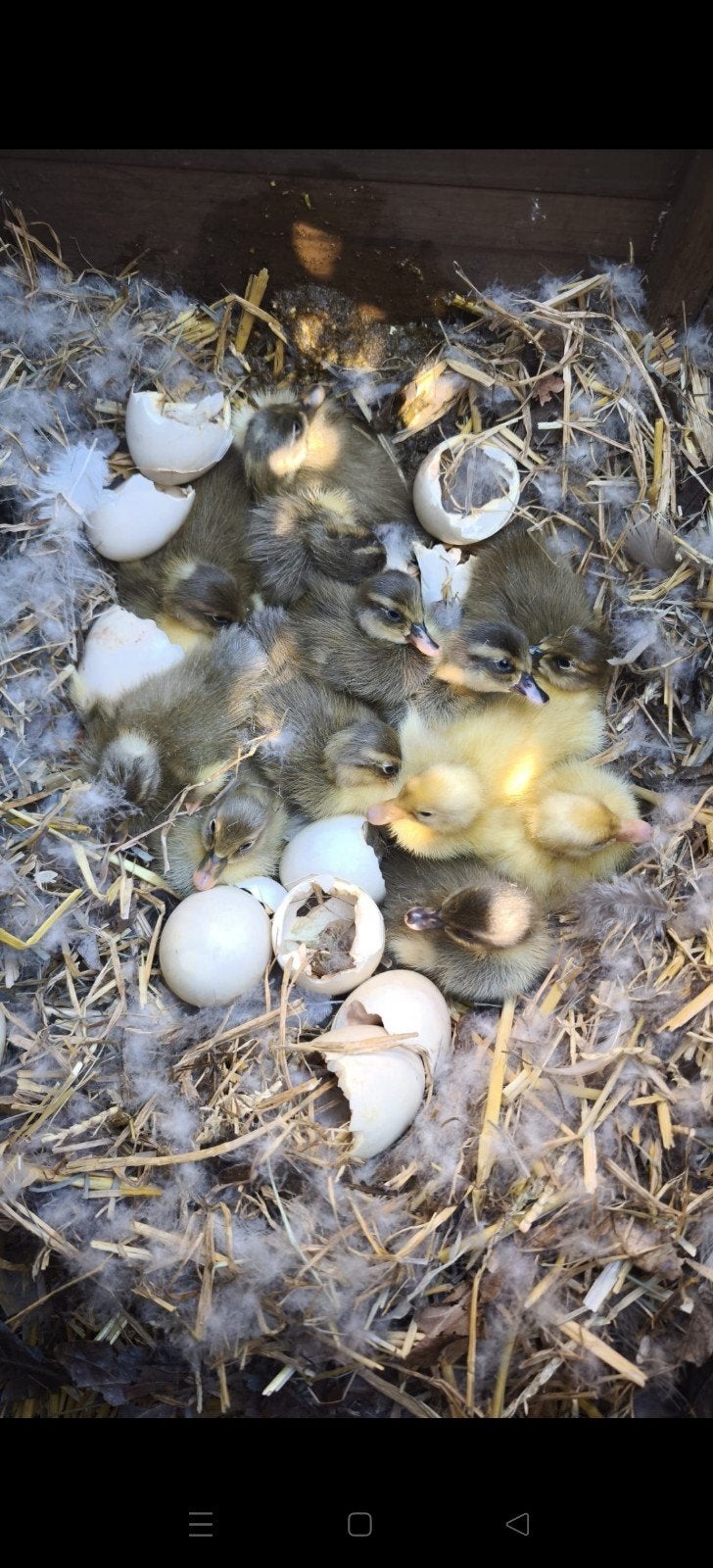 Loopeenden pulletjes, Dieren en Toebehoren, Pluimvee, Eend