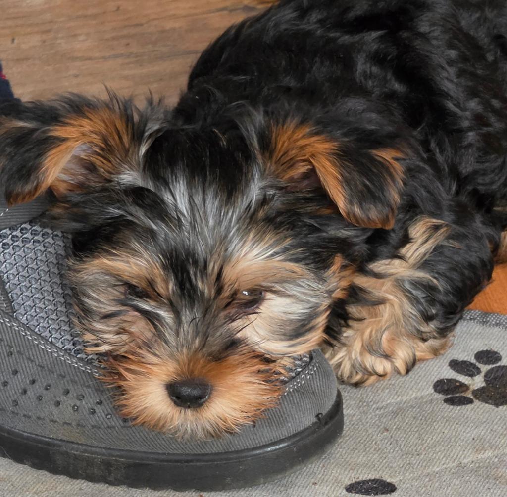 Mini york terier puppy, Reu, 8 tot 15 weken, Eén hond, Parvo