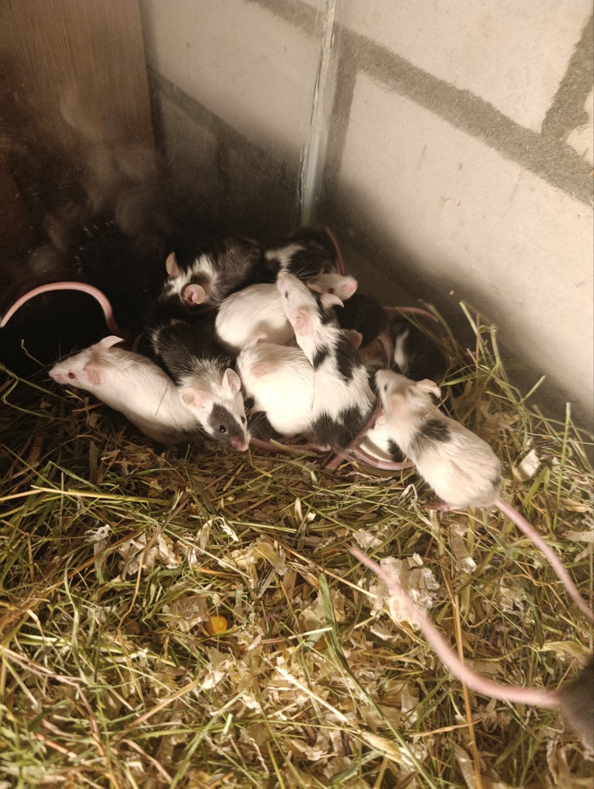 Muizen, Dieren en Toebehoren, Meerdere dieren