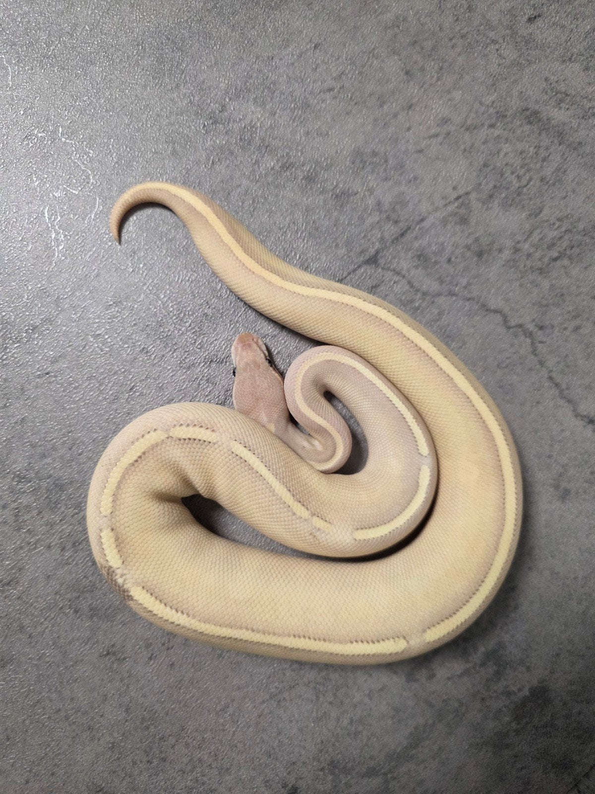 ♀️️Paradox Banana Purple Passion Blackhead Ball Python photo 2