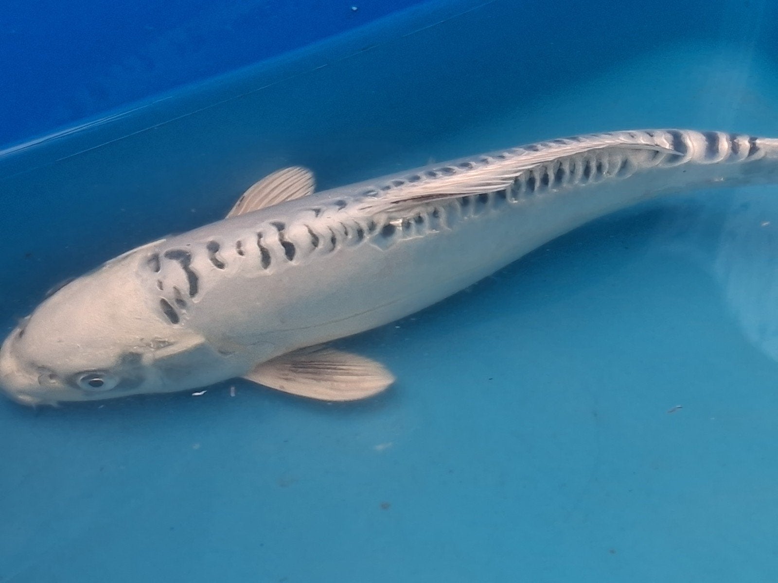 koi karpers, Karper of Koi