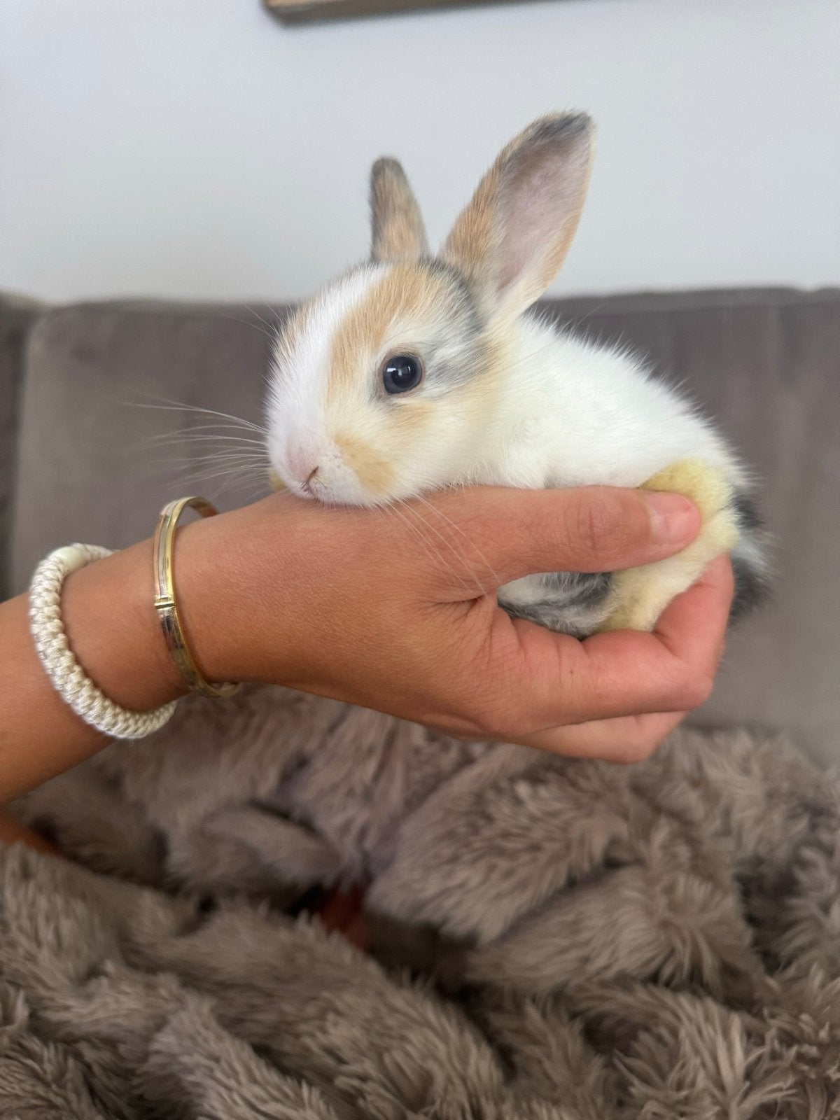 Dwergkonijnen, Dieren en Toebehoren, Meerdere dieren, Dwerg