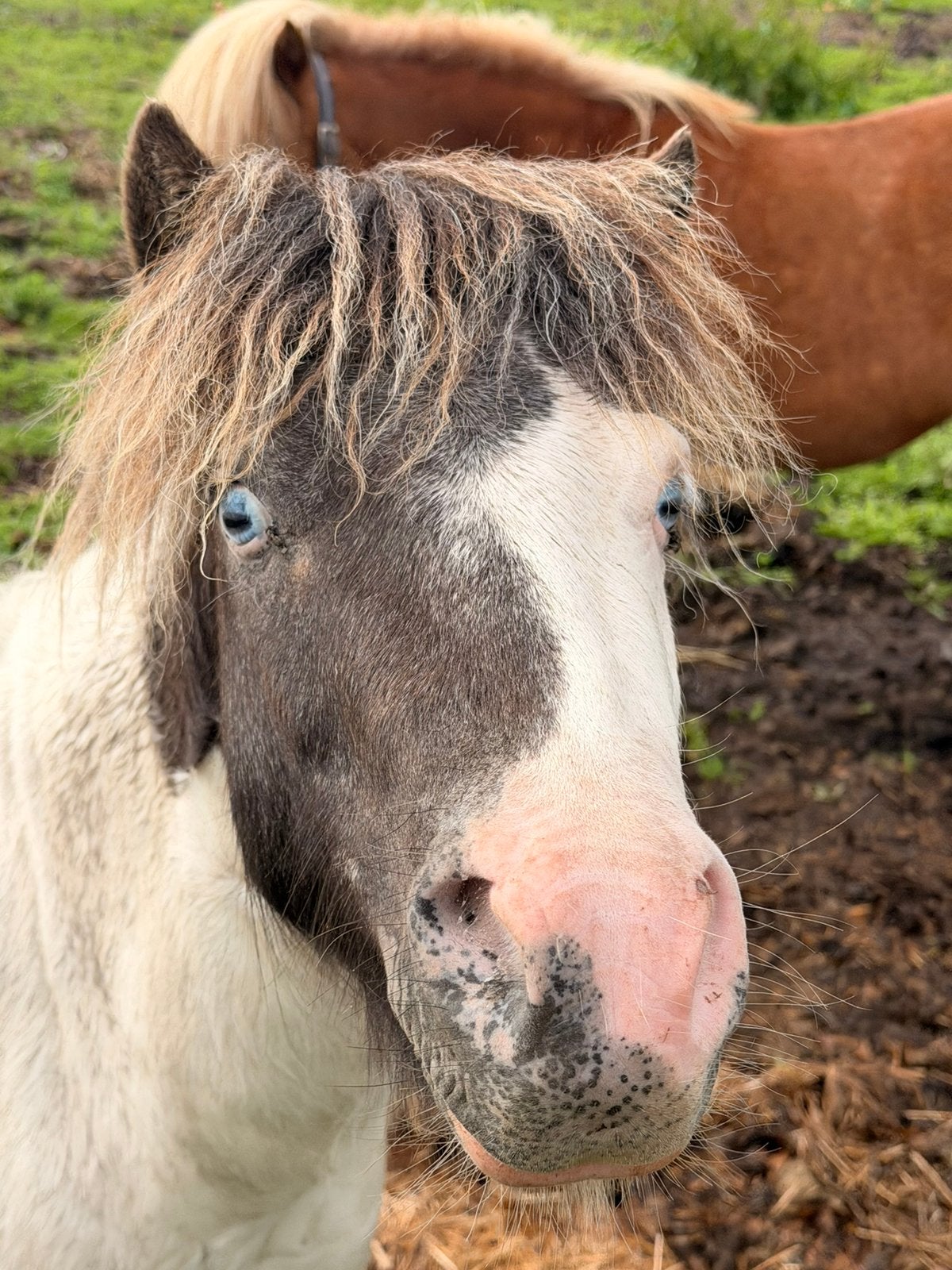 Shetlander hengsten, Dieren en Toebehoren, Hengst, A pony (tot 1.17m), Gechipt, 0 tot 2 jaar