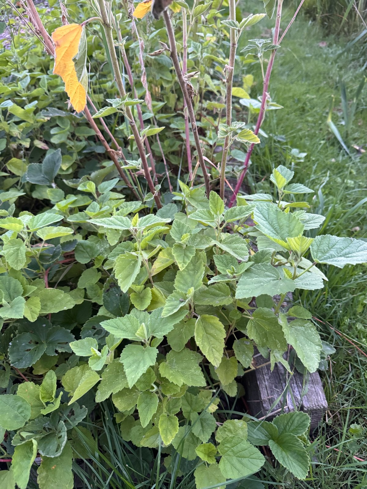 Biologische Echte Heemst (Althaea officinalis), Volle zon, Vaste plant, Ophalen of Verzenden, Kruiden