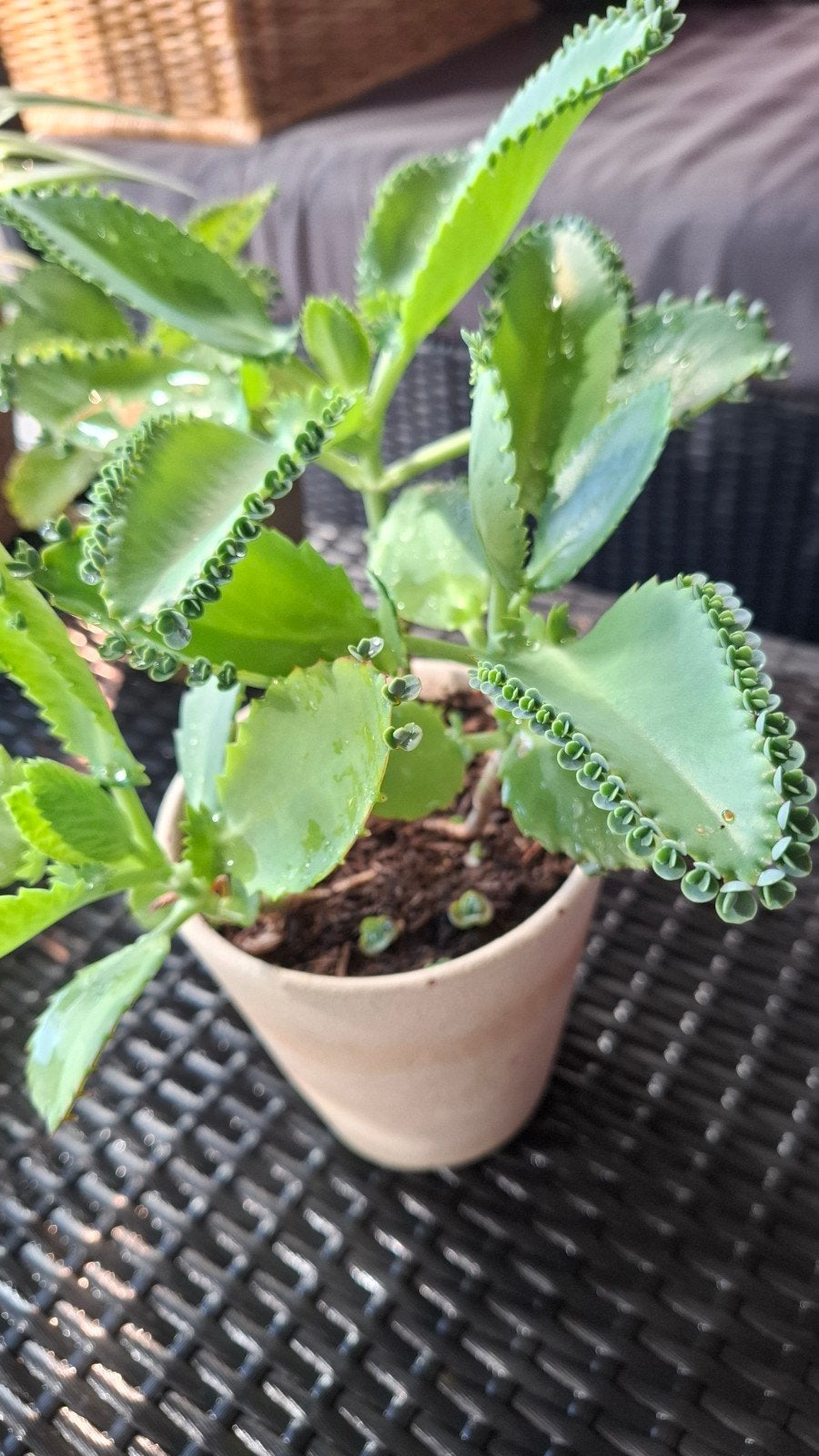 Kalanchoe Daigremontiana, Mother-of-Thousands, in witte pot, Huis en Inrichting, Kamerplanten, Ophalen, Halfschaduw, In pot, Minder dan 100 cm