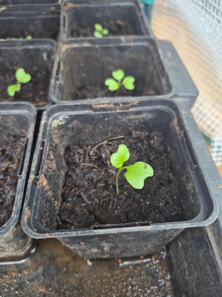 Boerenkool stekjes, Ophalen, Eenjarig, Groenteplanten, Volle zon
