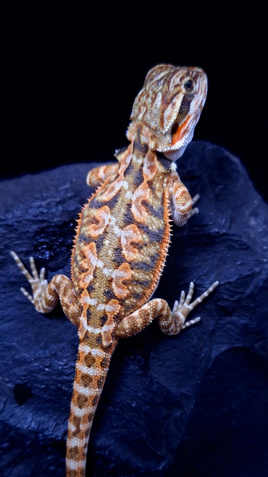 50% Red Monsters Tiger Triple het. Baardagaam, Hagedis, 0 tot 2 jaar