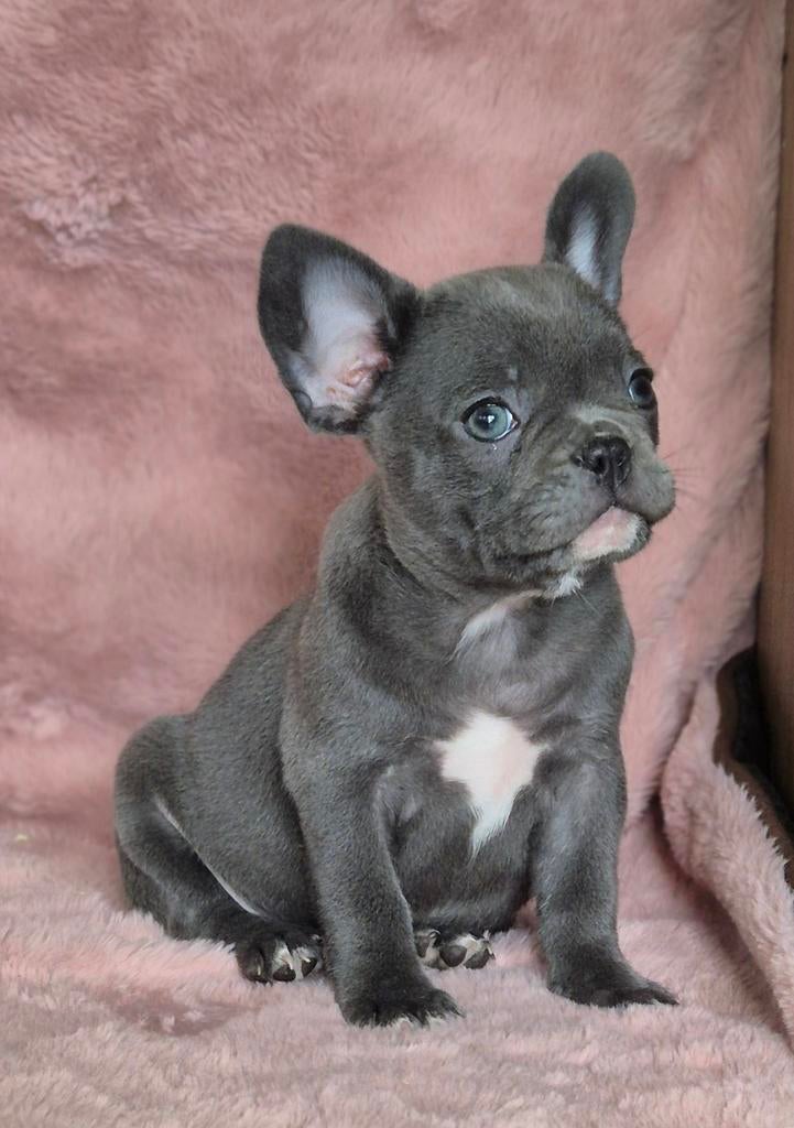 Franse bulldog puppys, Dieren en Toebehoren, 8 tot 15 weken, Bulldog, Meerdere dieren, Eén hond