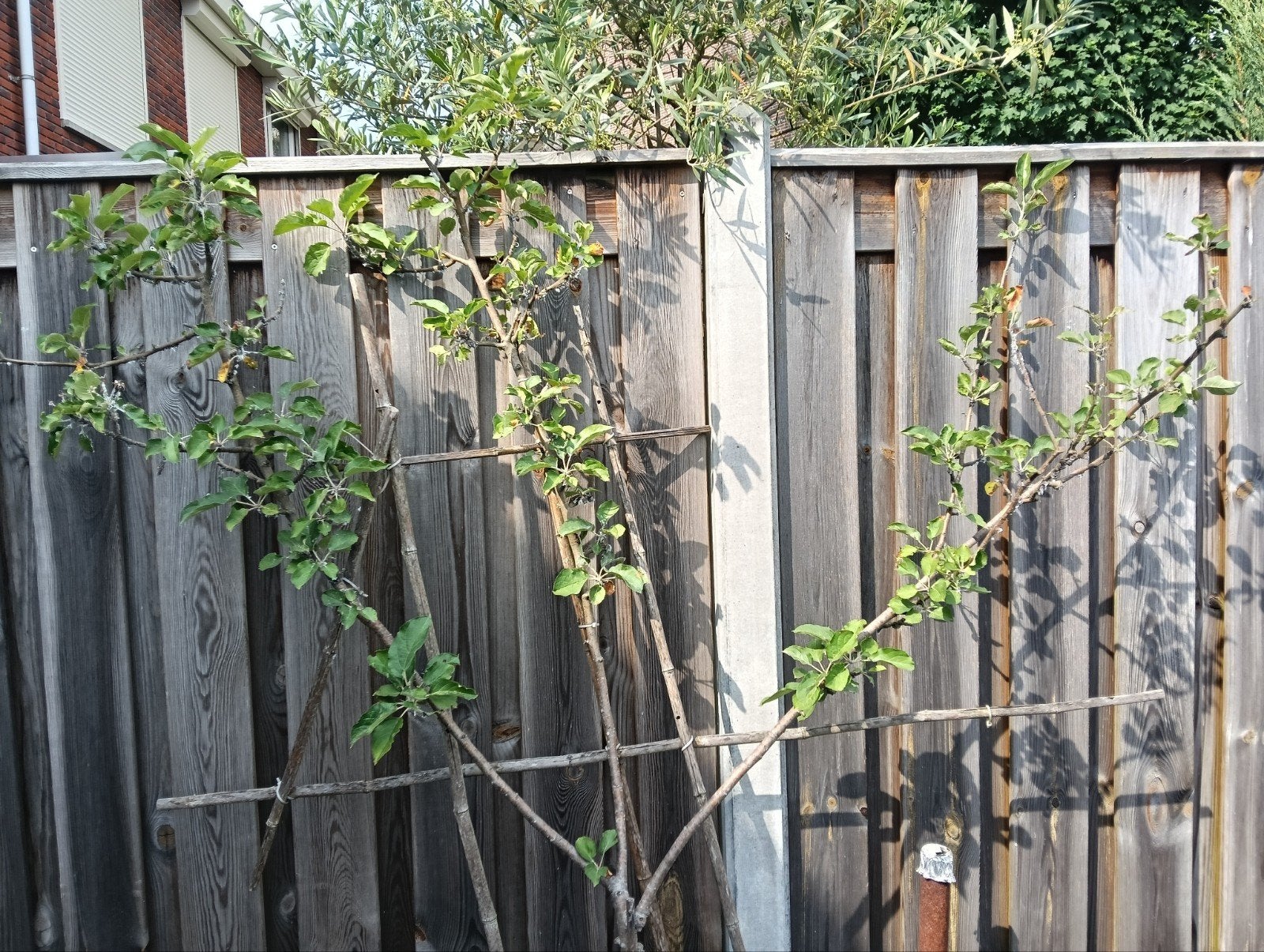 Appelboom in kunststof kuip, Ophalen, Lente, In pot, Appelboom