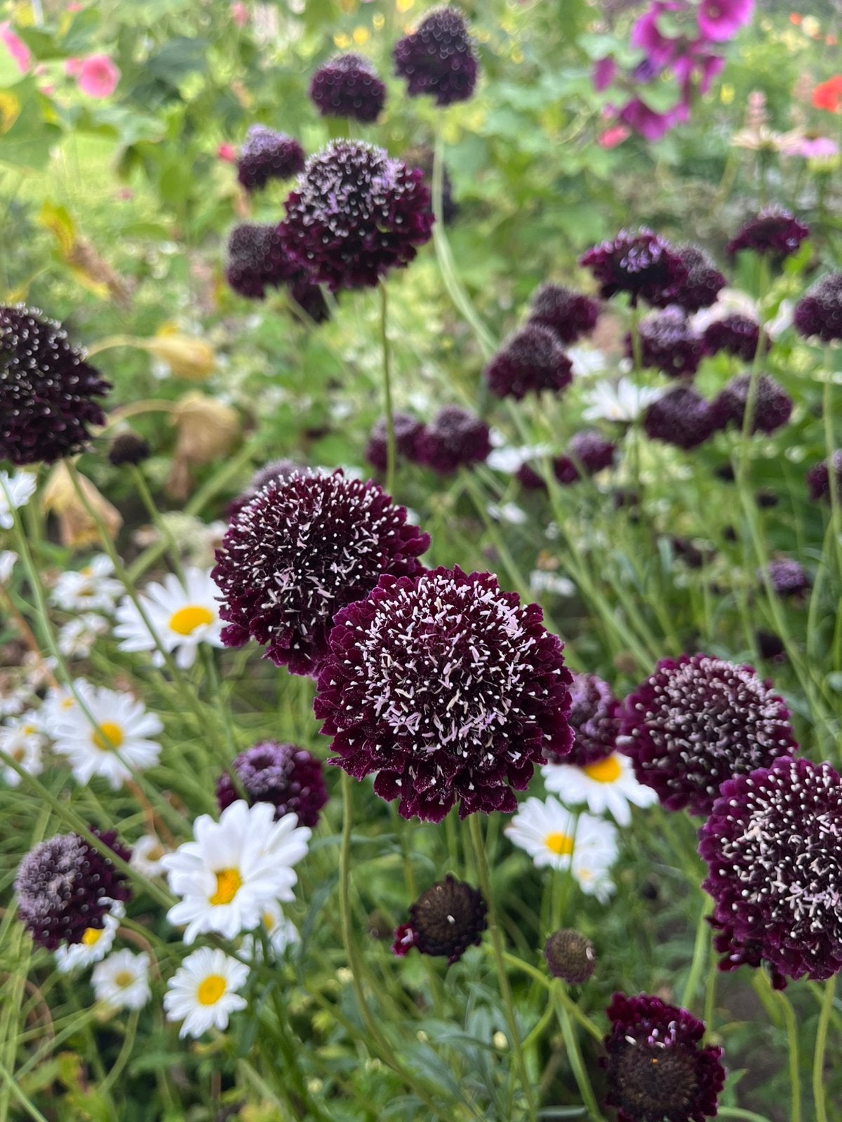 Scabiosa duifkruid black knight zaden, Tuin en Terras, Ophalen of Verzenden, Volle zon