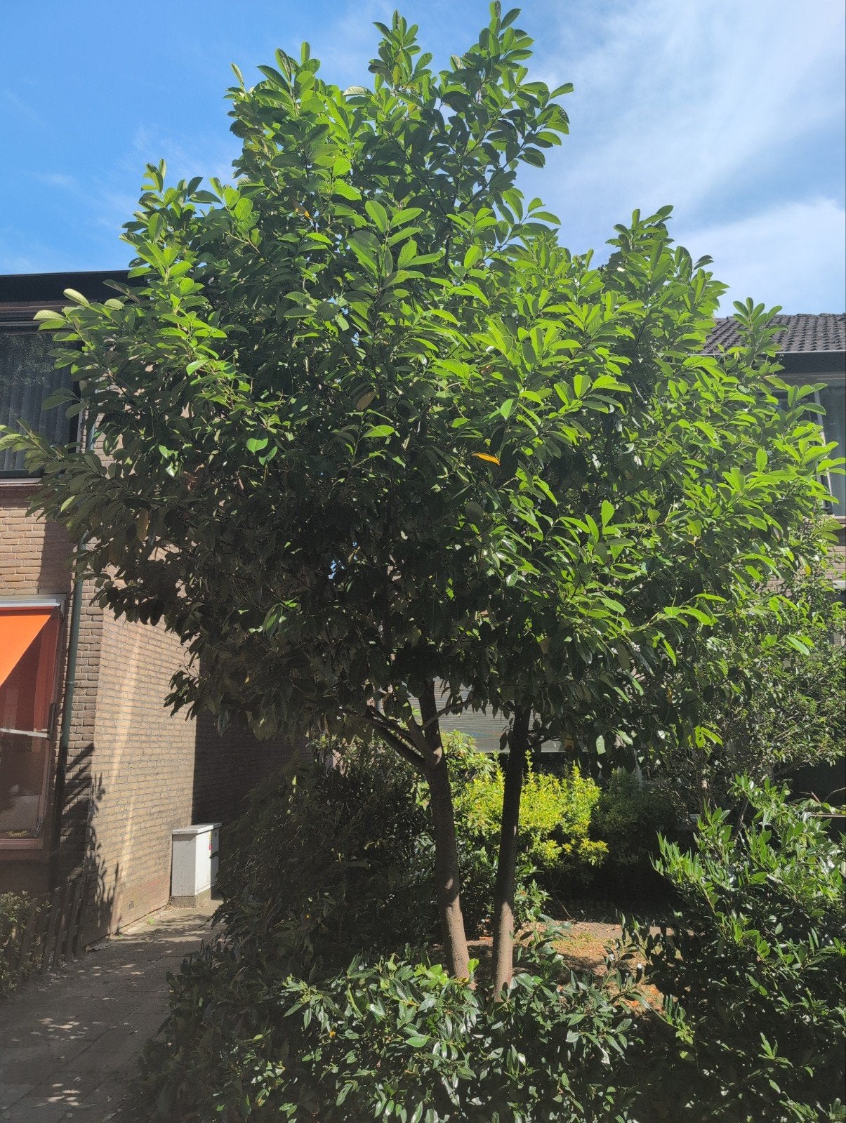 Boom/ Laurier, Tuin en Terras, Planten | Bomen, Bloeit niet, Overige soorten, 400 cm of meer, Ophalen