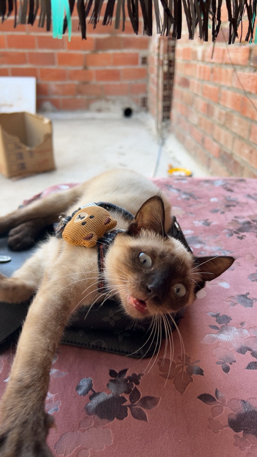 Zoro siamees kitten, Dieren en Toebehoren, Katten en Kittens | Raskatten | Korthaar, Kater